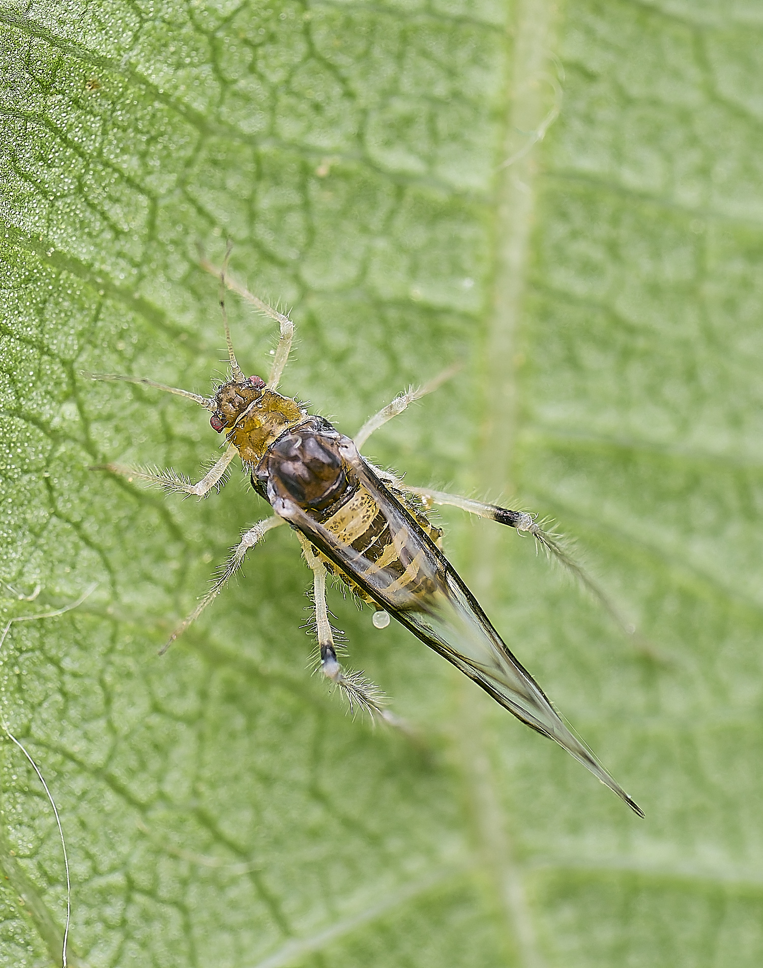 NorwichWalnutAphid150625-1