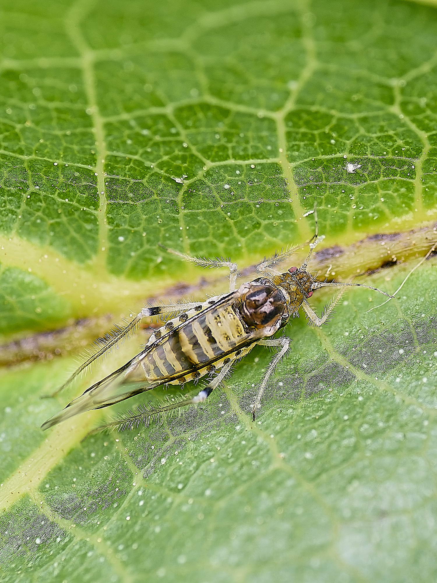 NorwichWalnutAphid150625-2