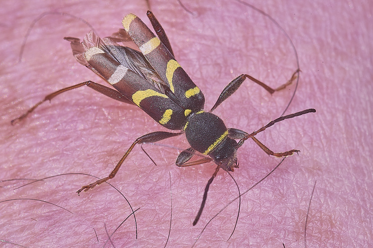 NorwichWaspBeetle110625-1