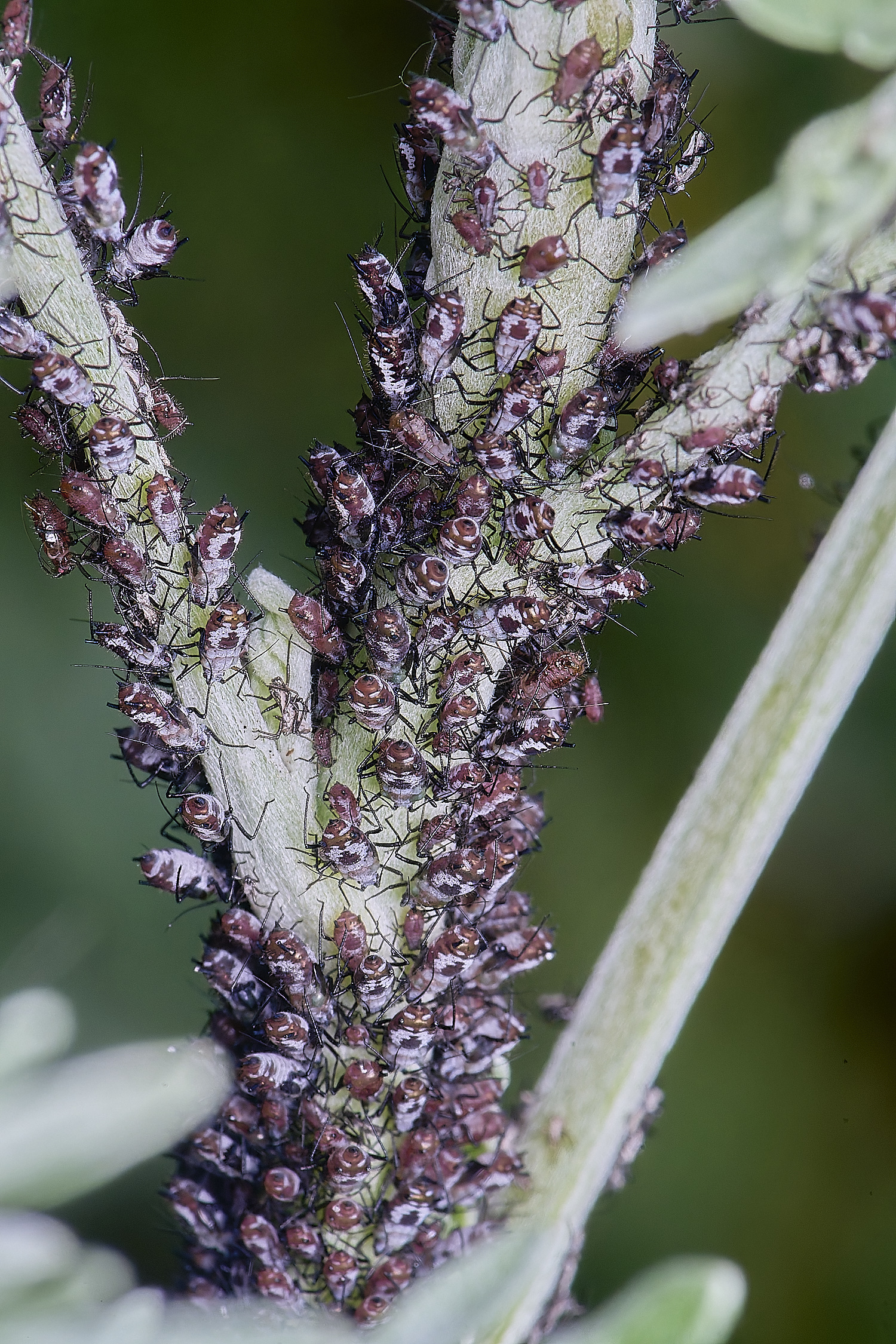 NorwichWormWood240525-1