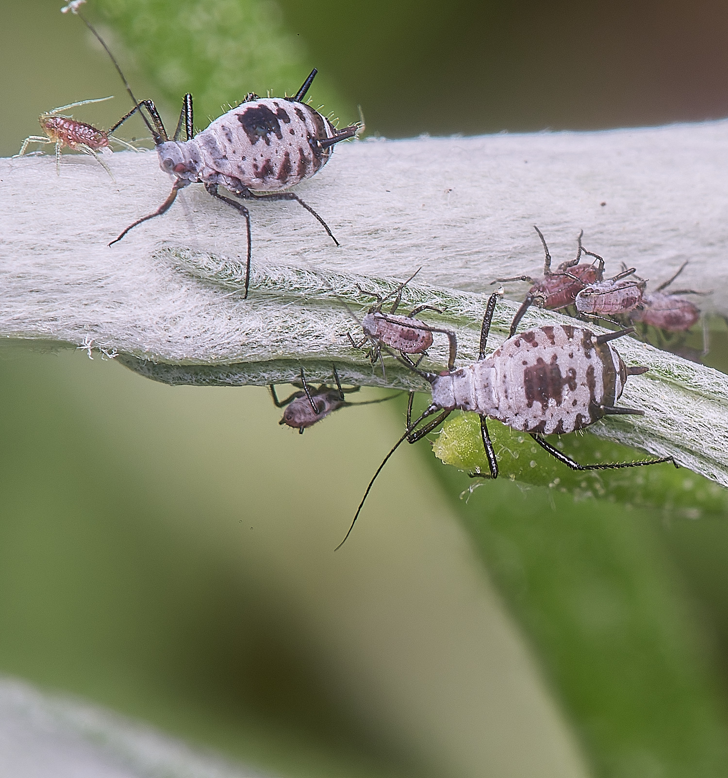 NorwichWormWood240525-11