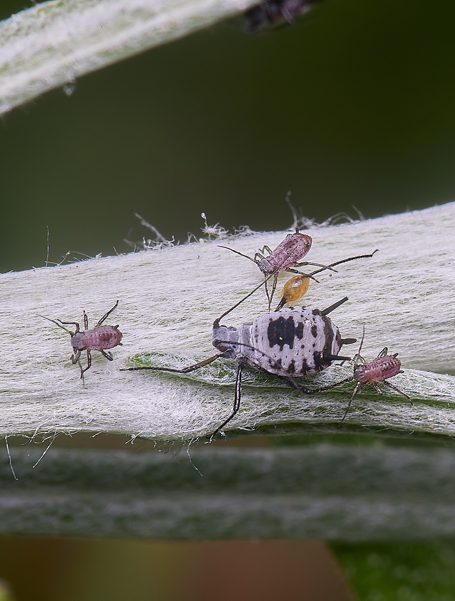 NorwichWormWood240525-13