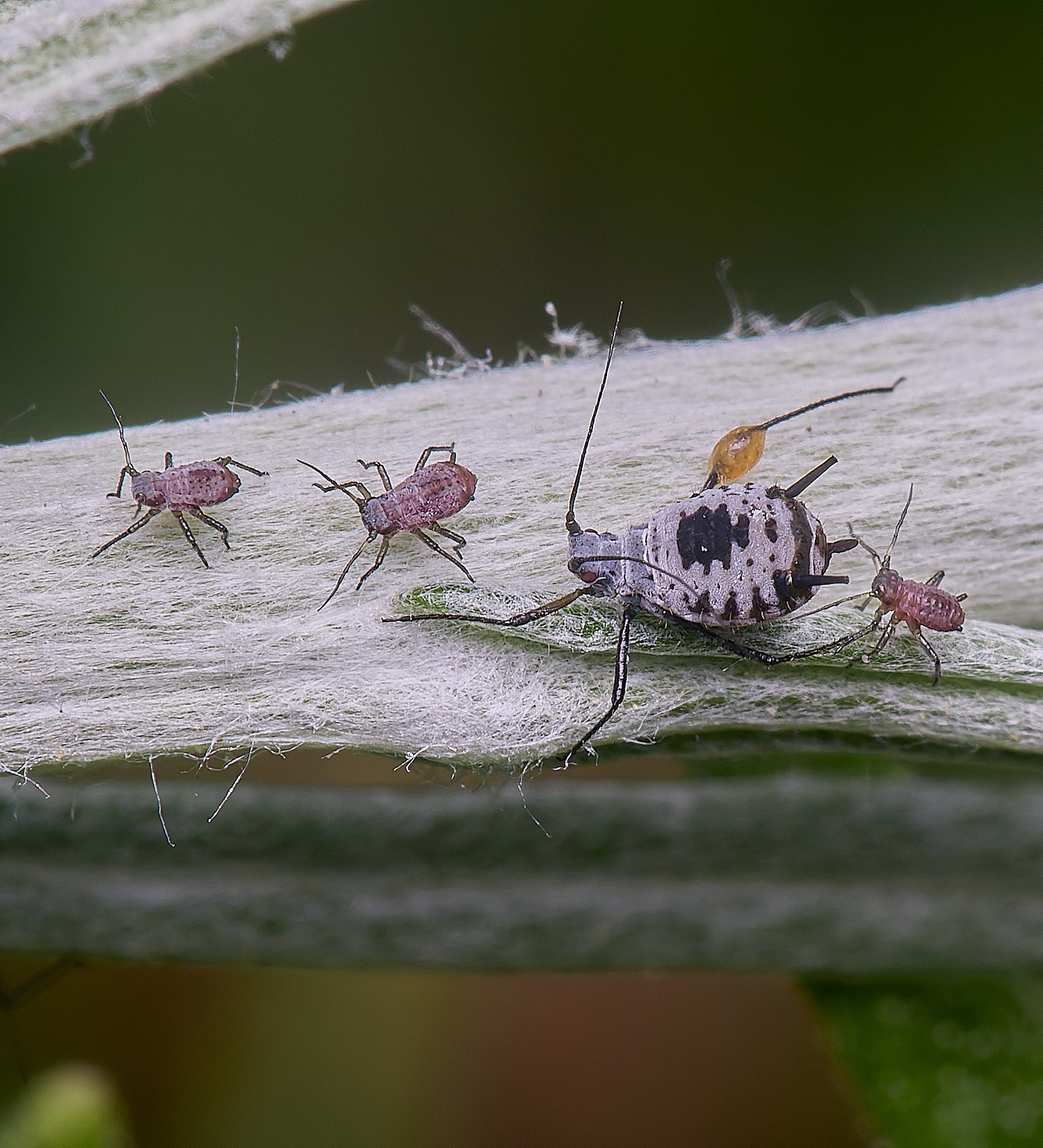 NorwichWormWood240525-14