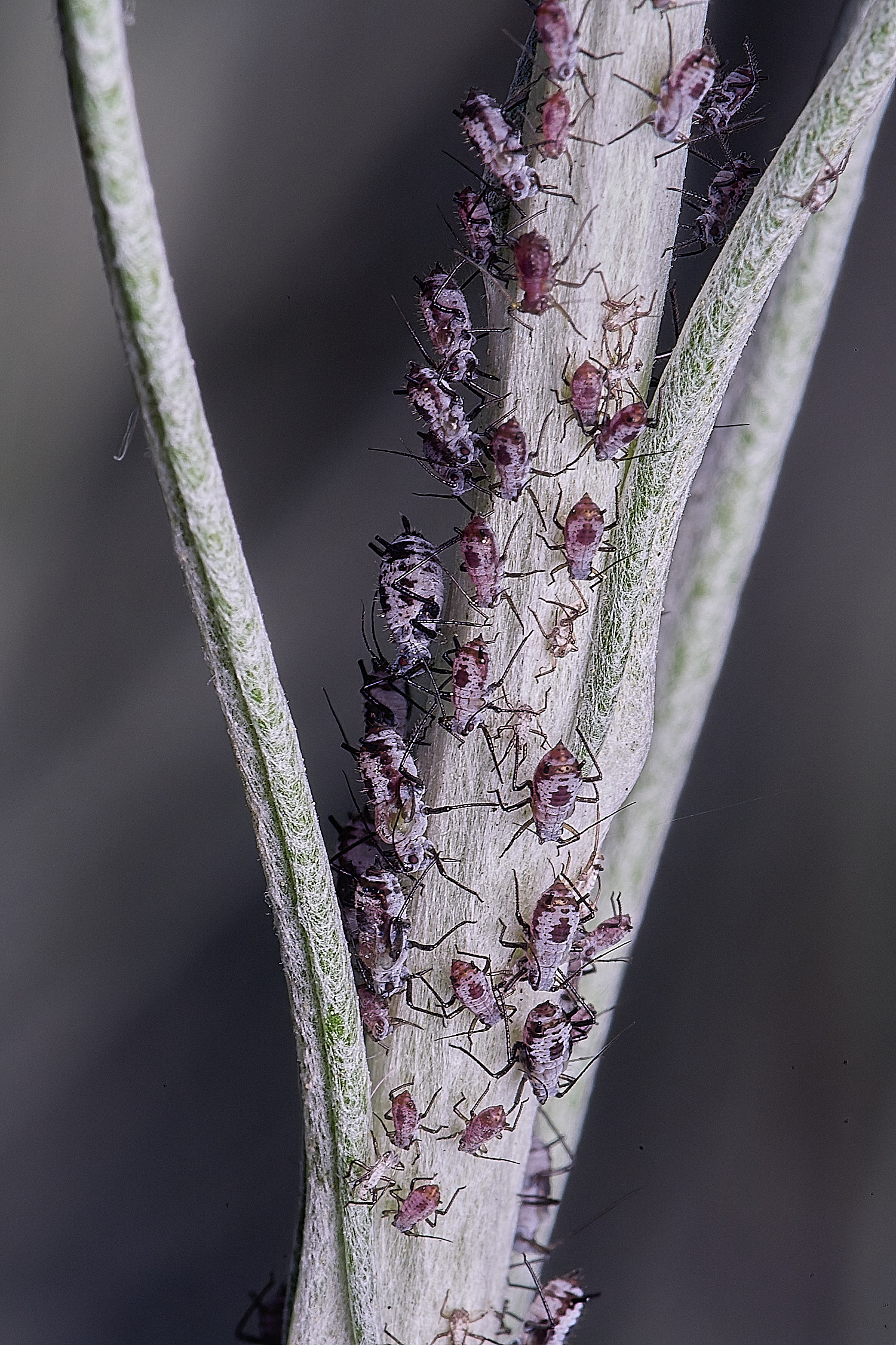 NorwichWormWood240525-16