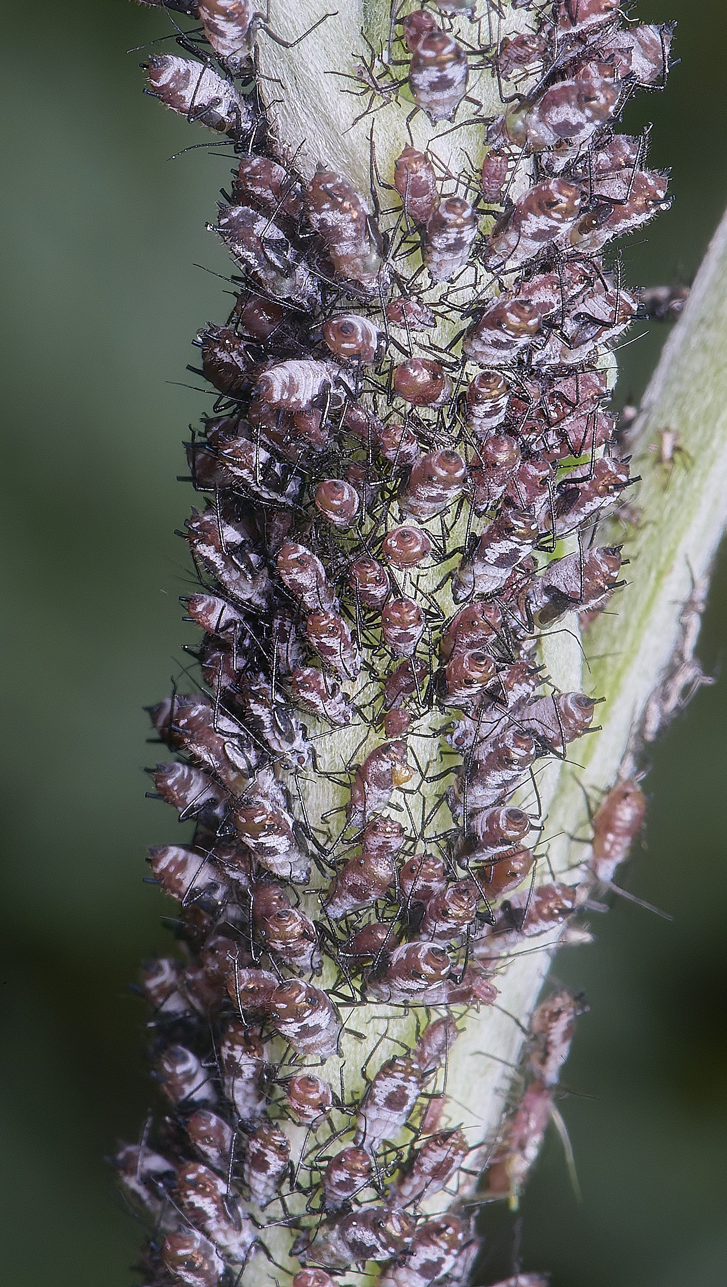 NorwichWormWood240525-2