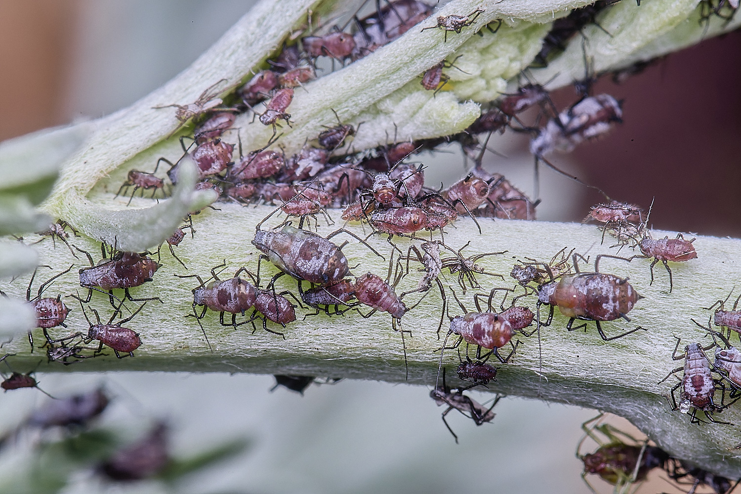 NorwichWormWood240525-4