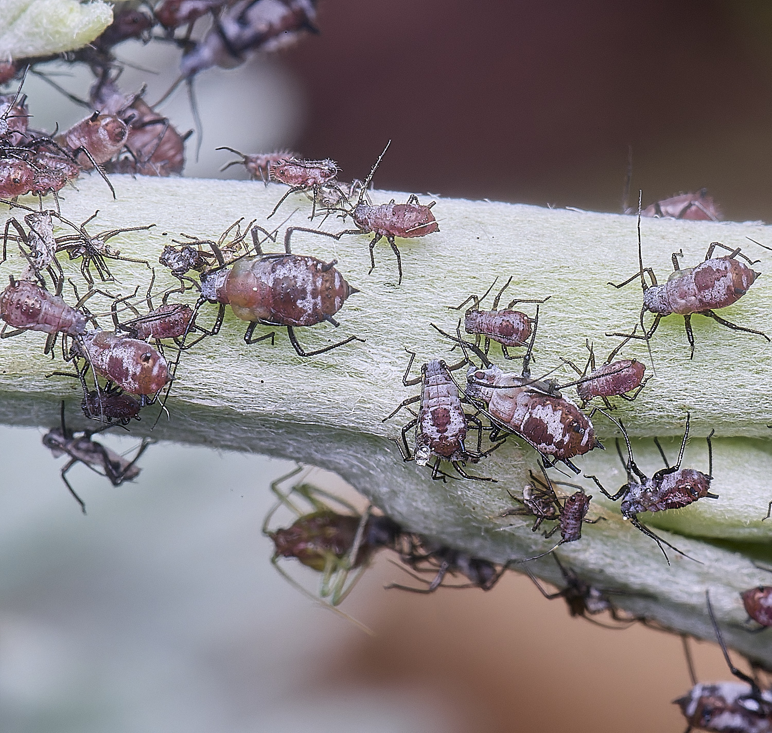 NorwichWormWood240525-5