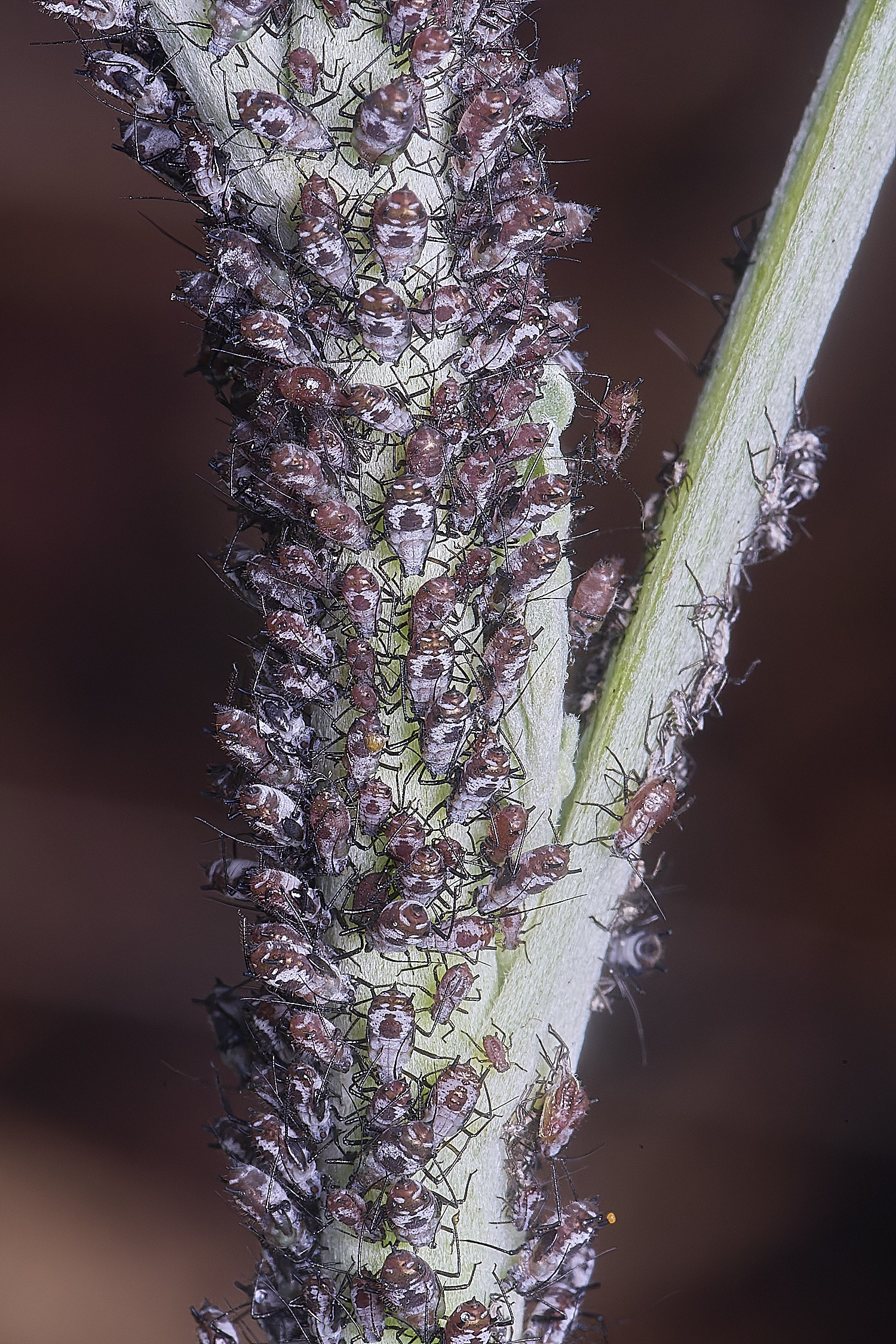 NorwichWormWood240525-6