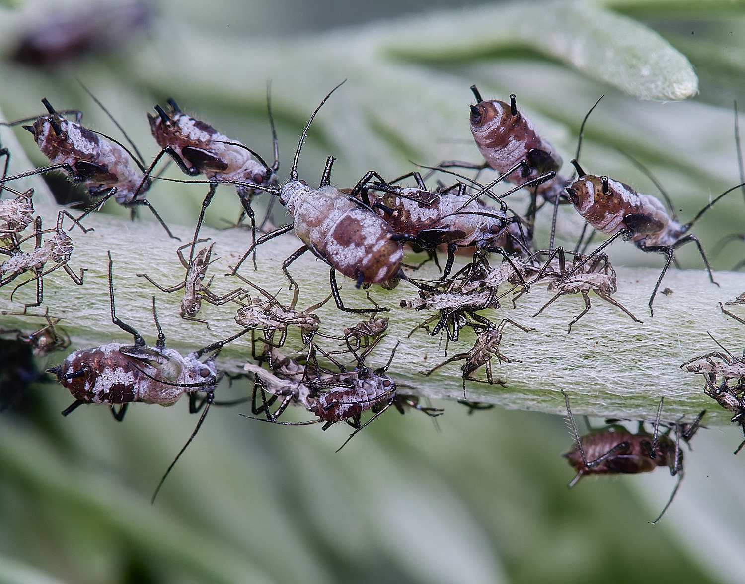 NorwichWormWood240525-8