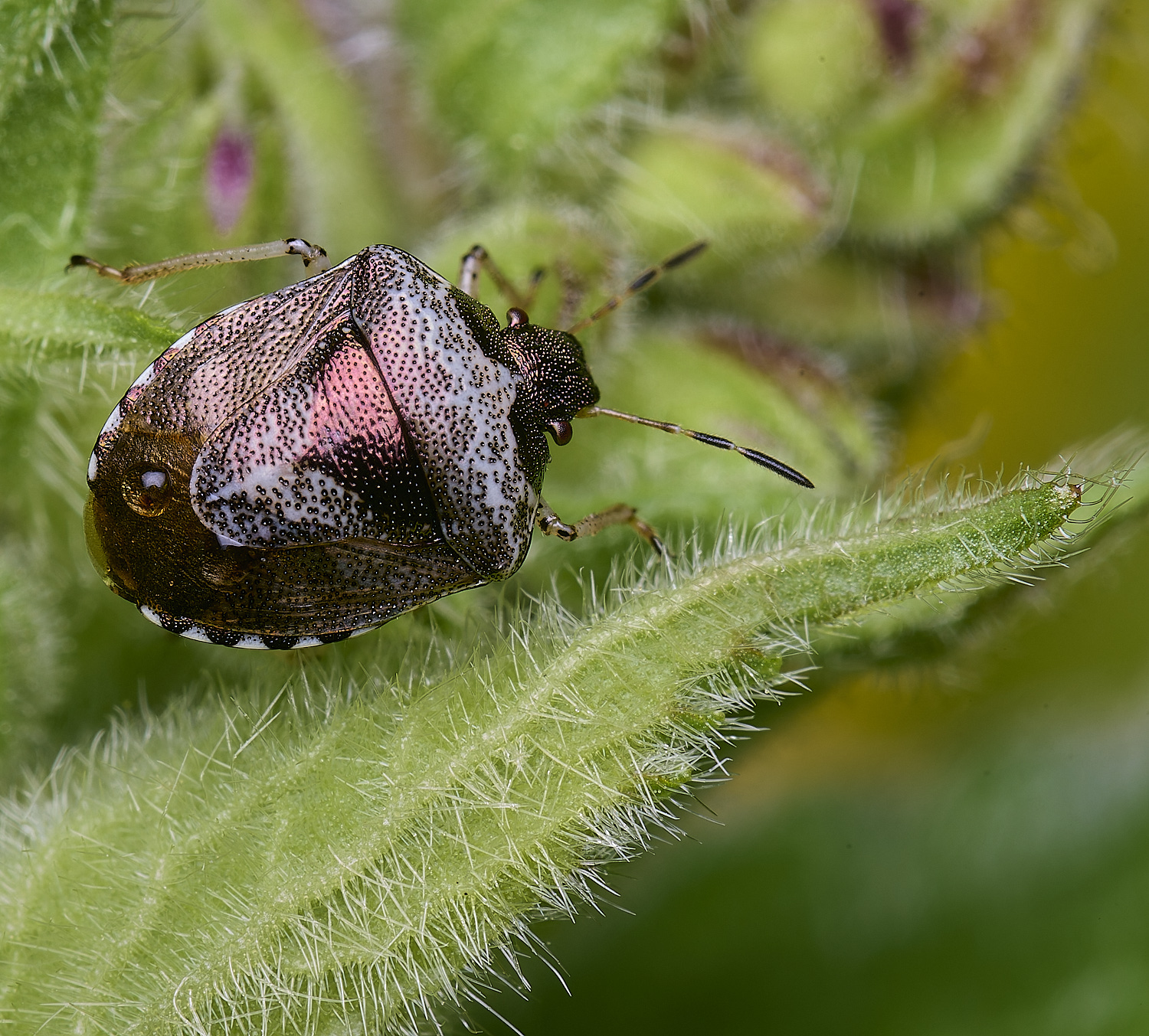 NorwichWormwoodShieldBug270525-3