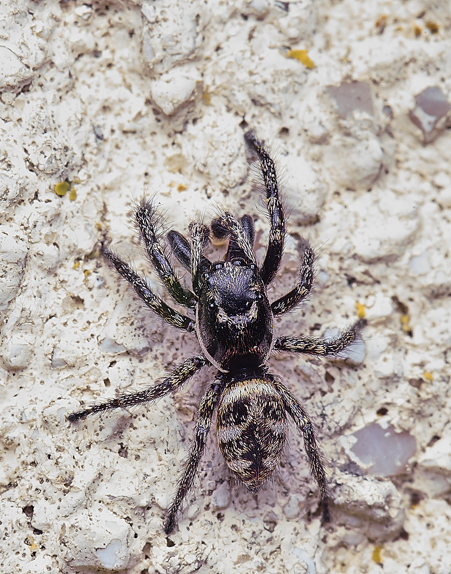 NorwichZebraSpider050425-1