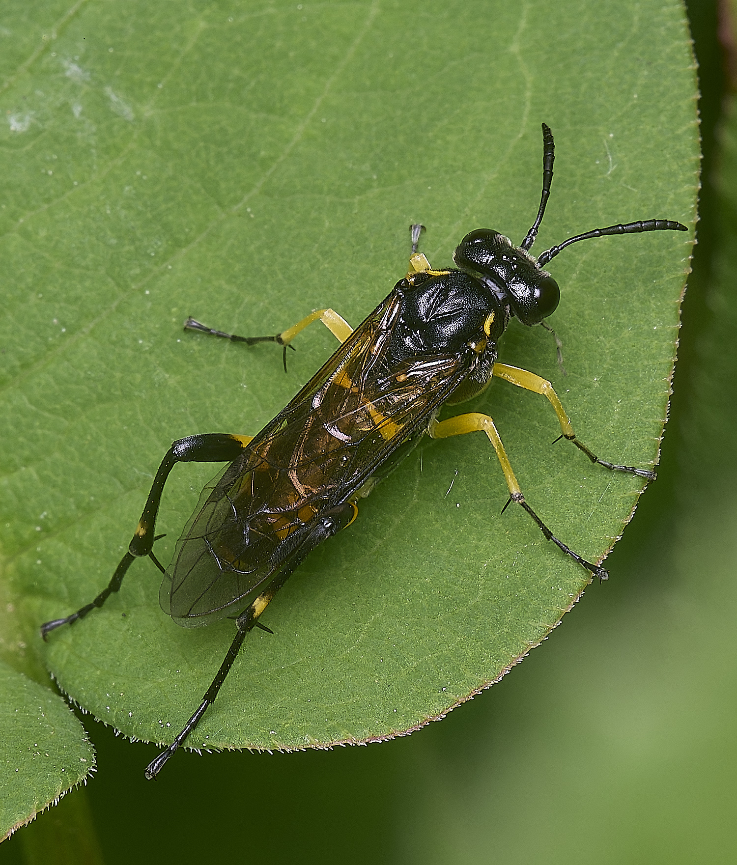 NorwicWaspMimic270525-2