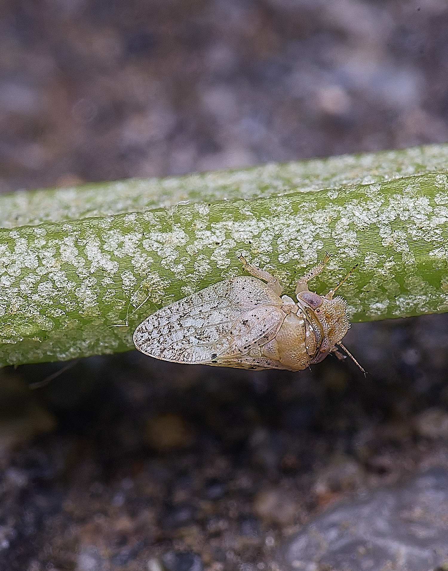 NorwoichGoat&#39;sBeardAphid150625-8