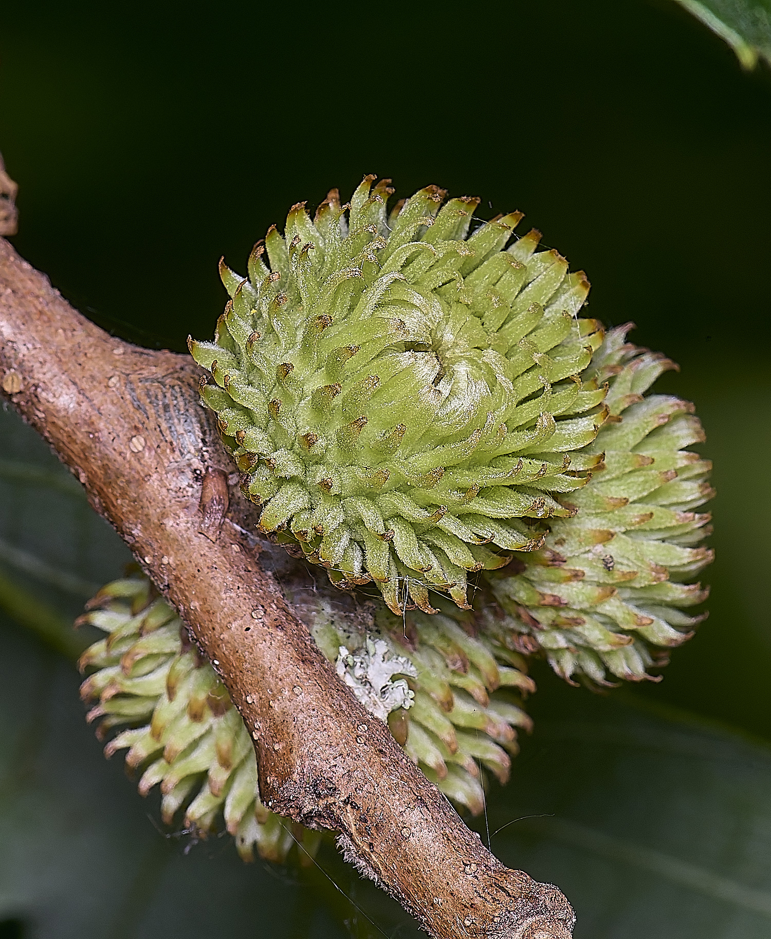 NprwichTurkeyOak210625-1