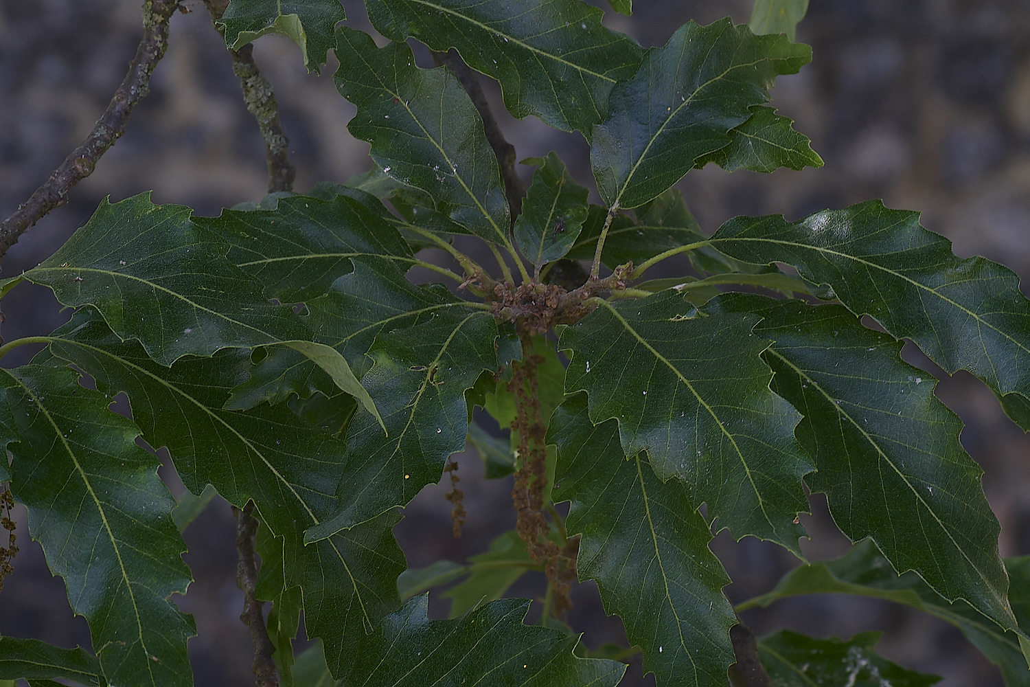 NprwichTurkeyOak210625-4