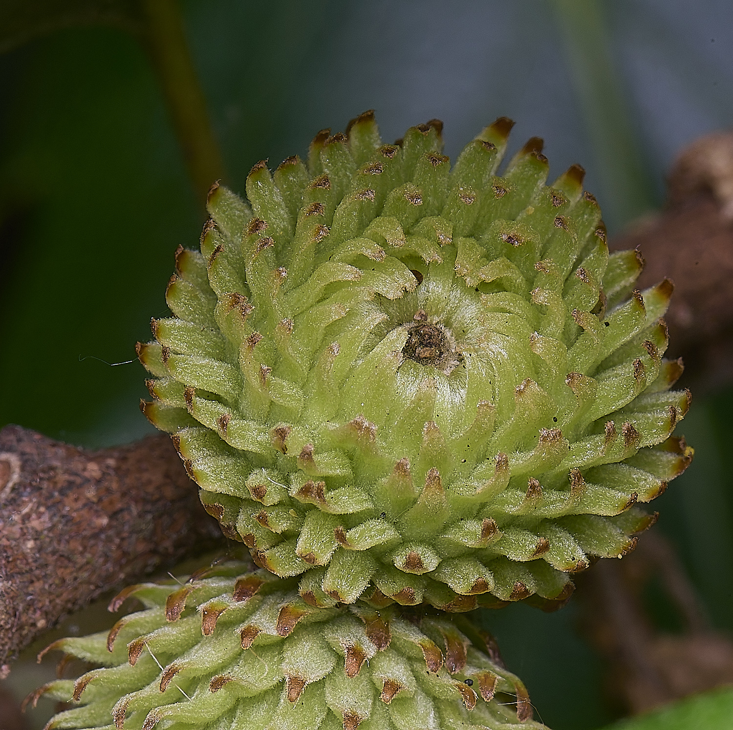 NprwichTurkeyOak210625-5