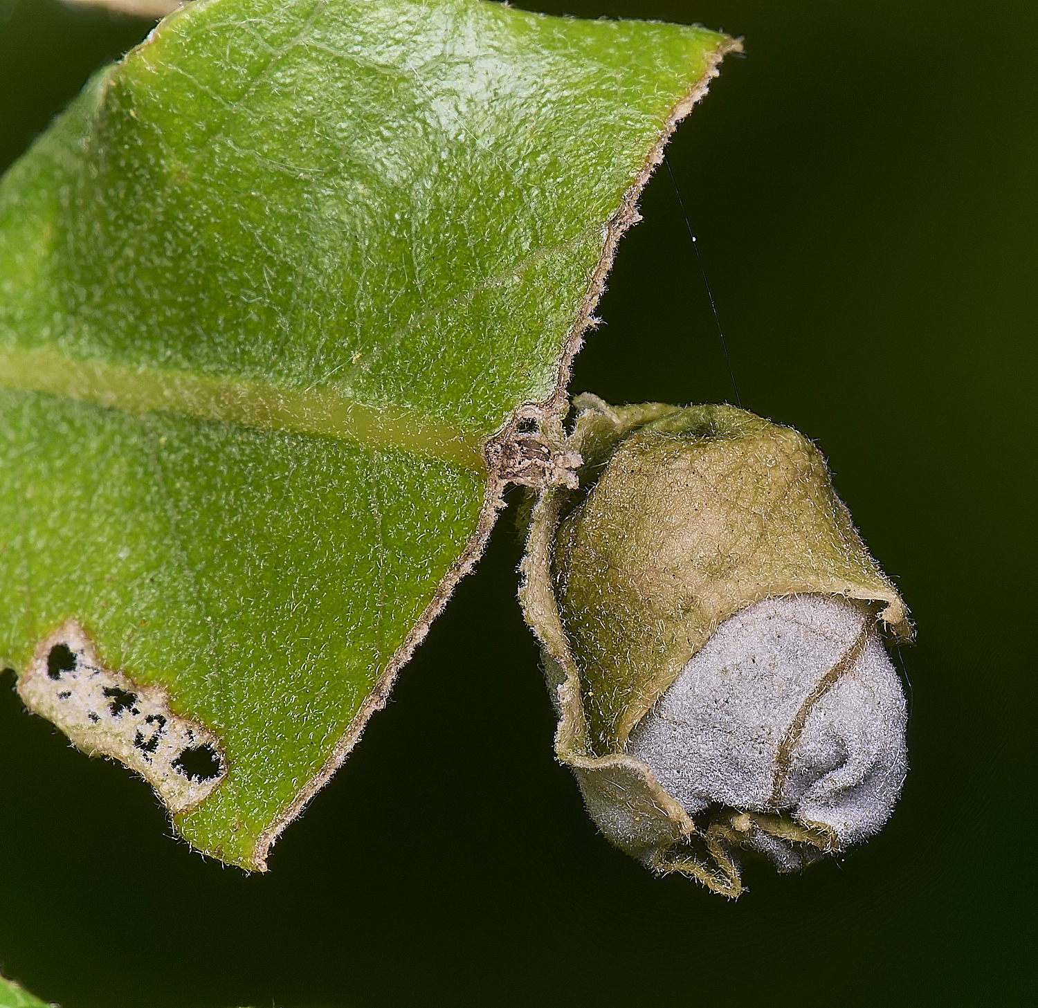 NprwichTurkeyOak210625-6