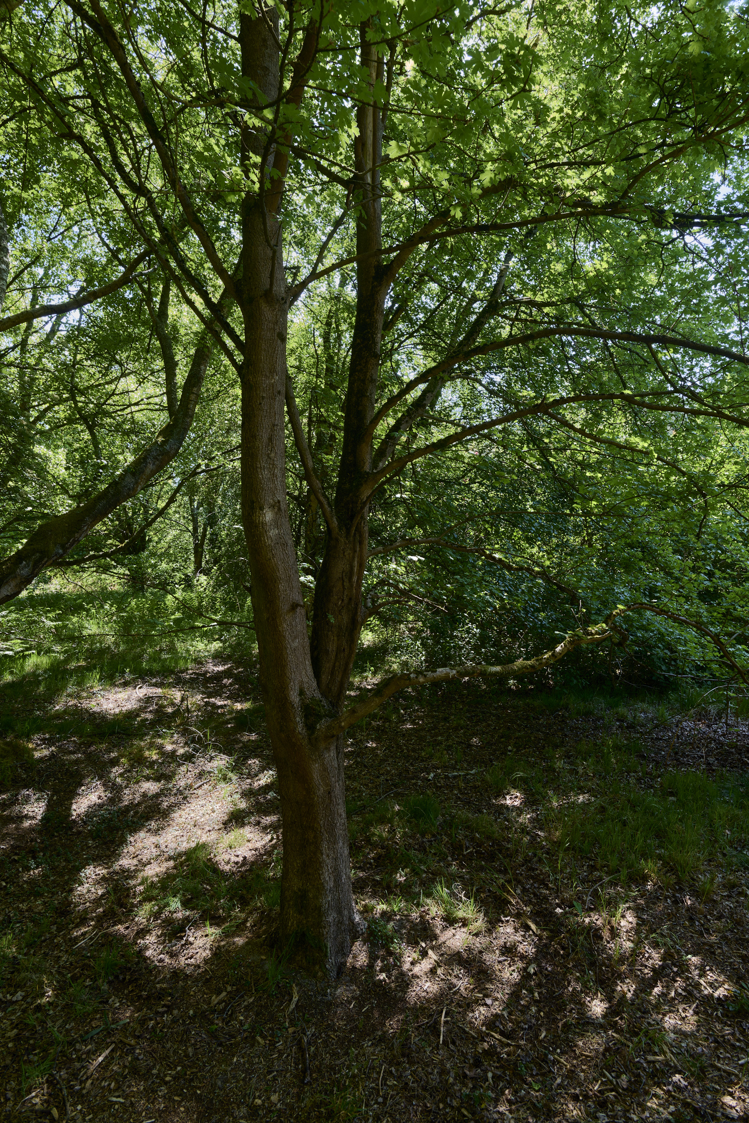 SantonDownham240525-1