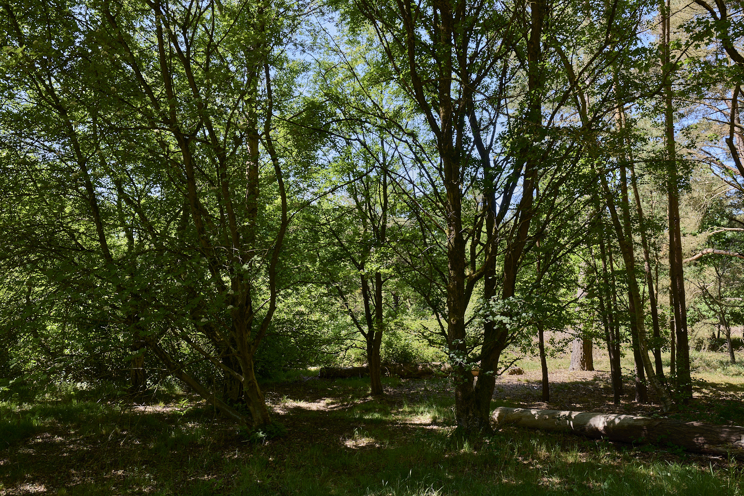 SantonDownham240525-2