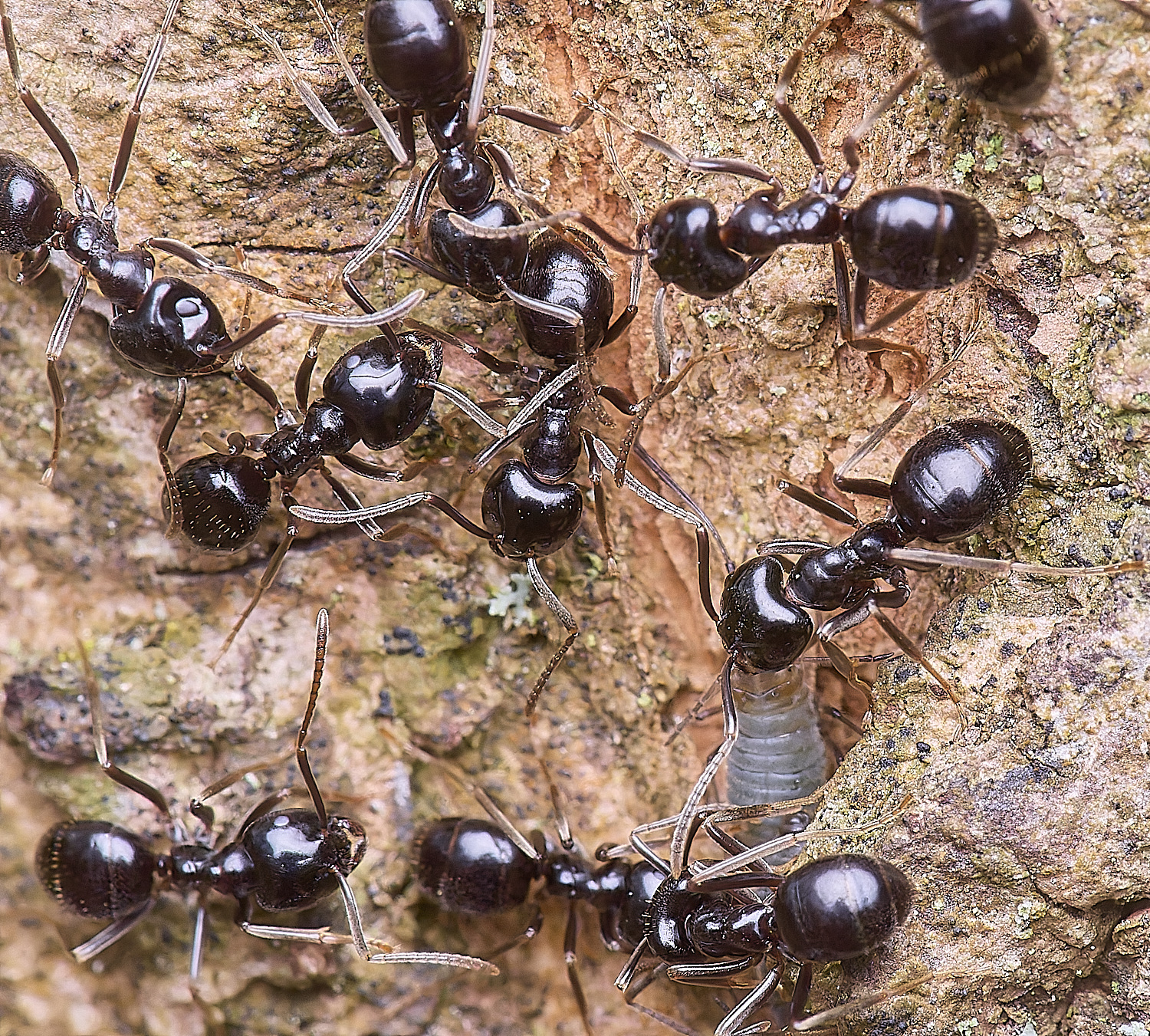 SantonDownhamAnts190425-1