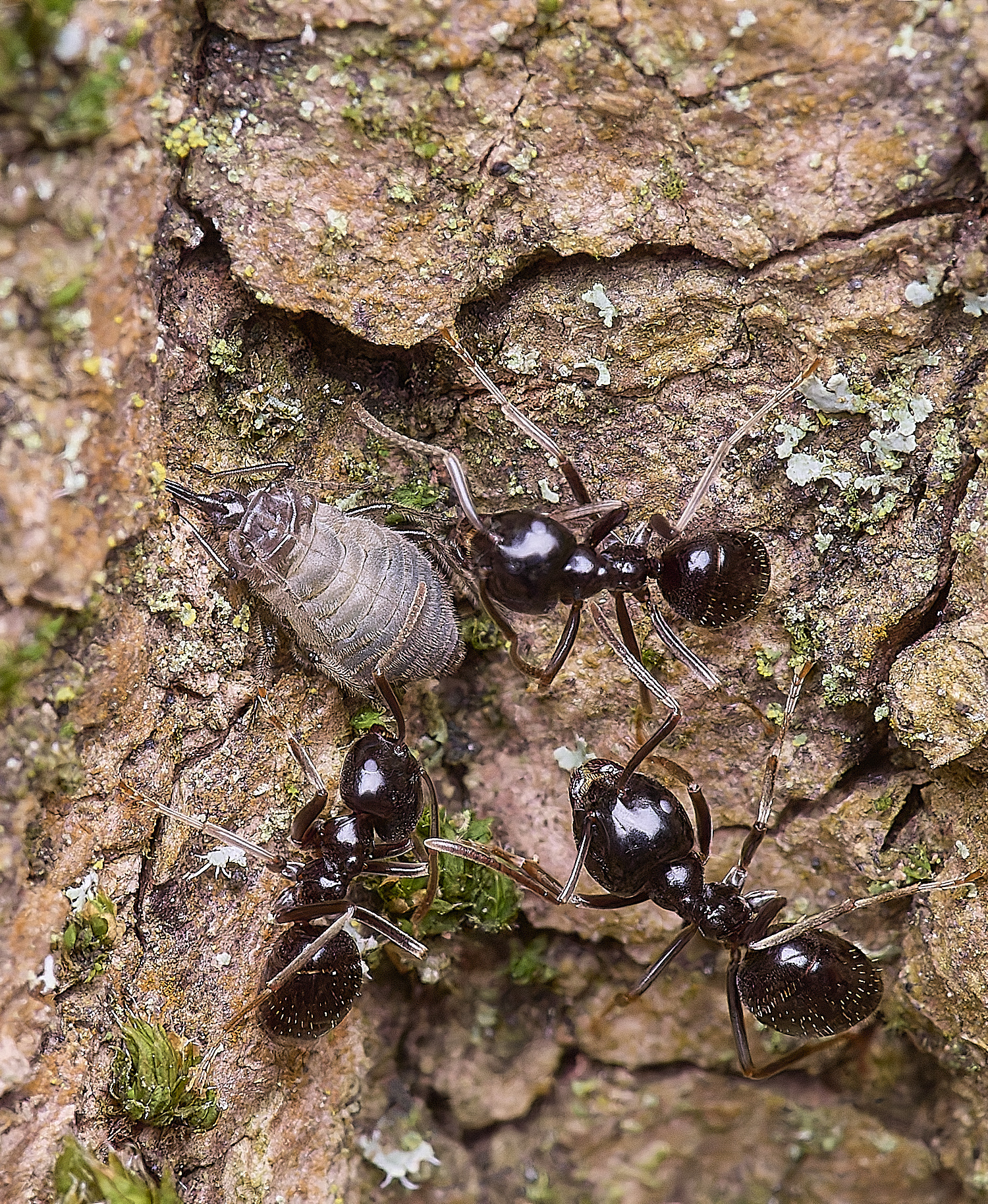 SantonDownhamAnts190425-2