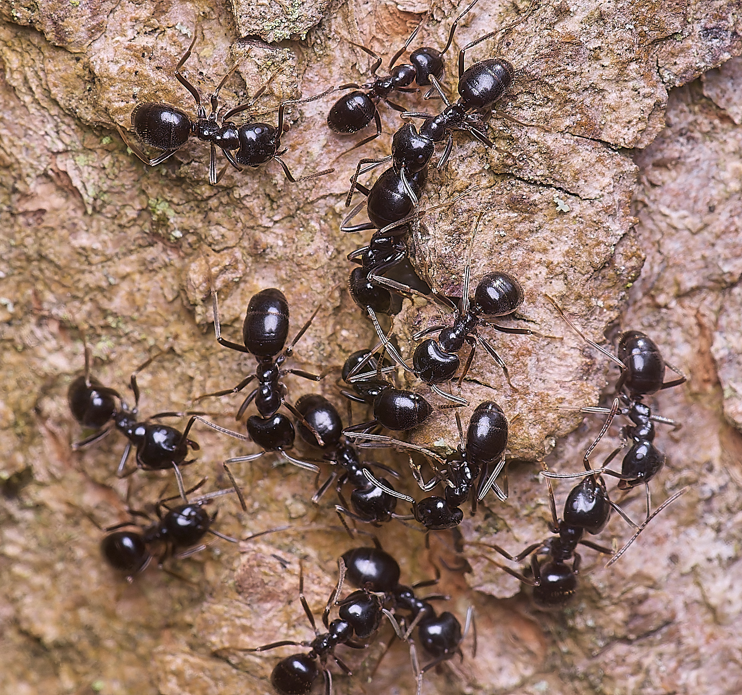 SantonDownhamAnts190425-3