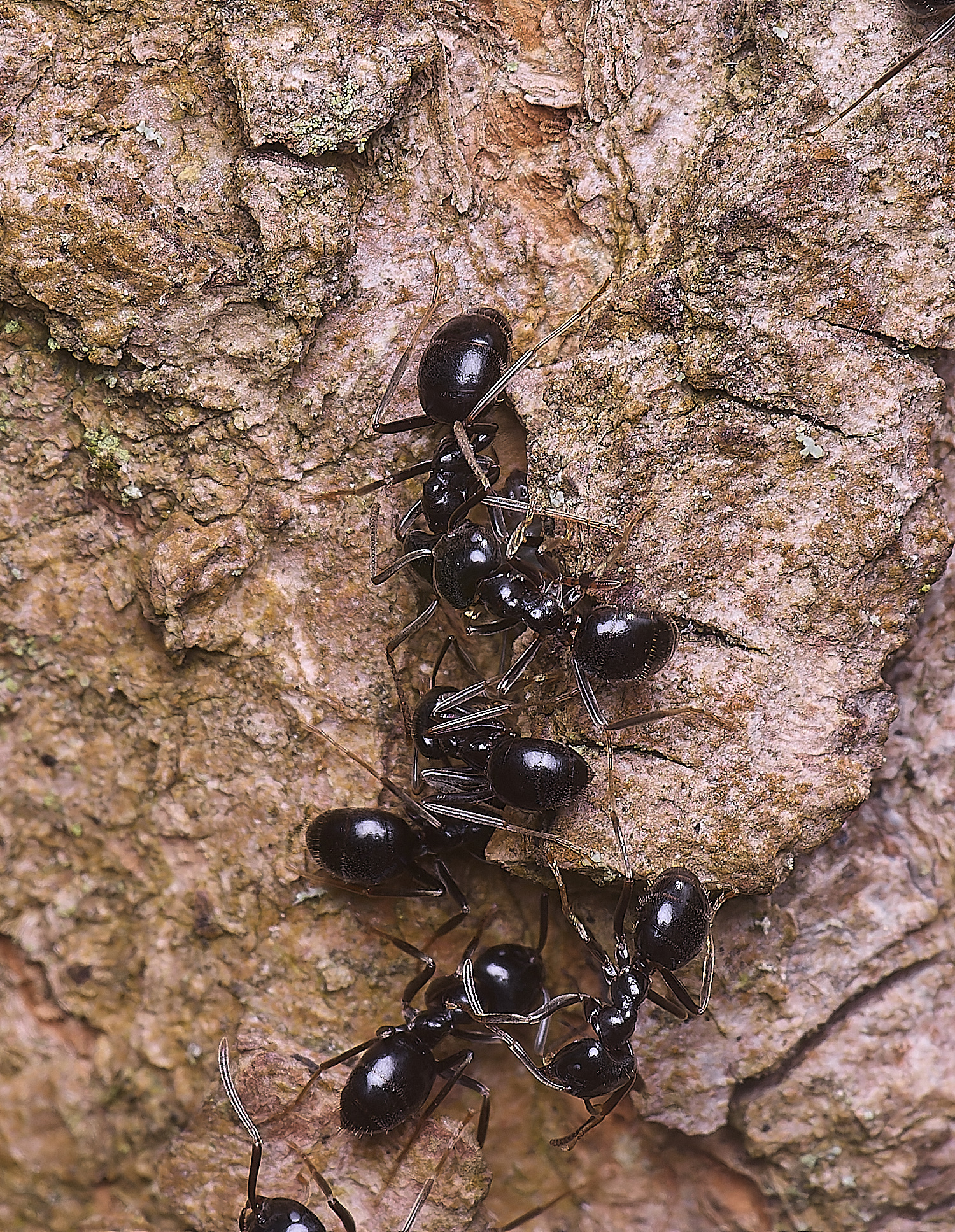 SantonDownhamAnts190425-4