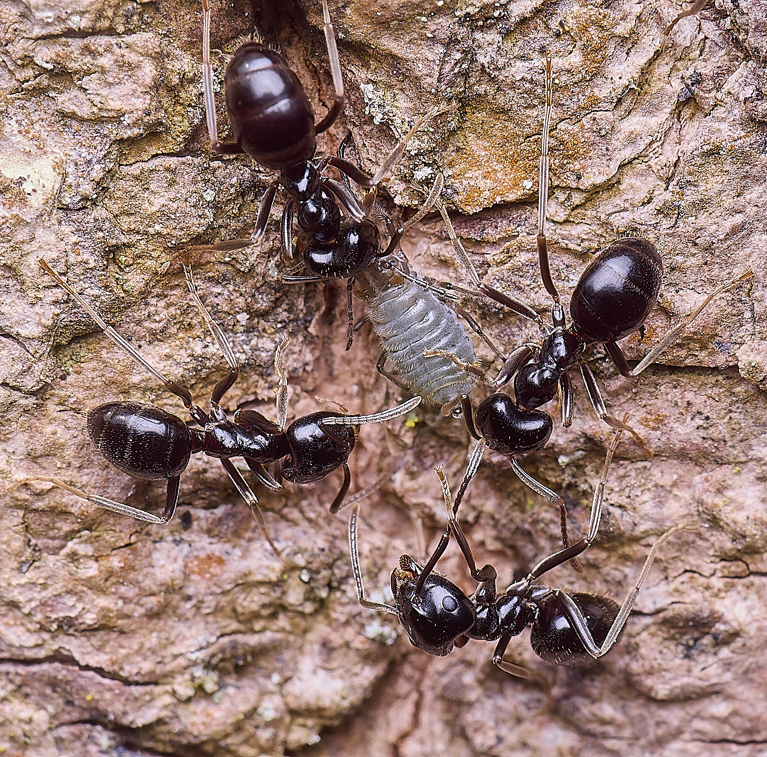 SantonDownhamAnts190425-5