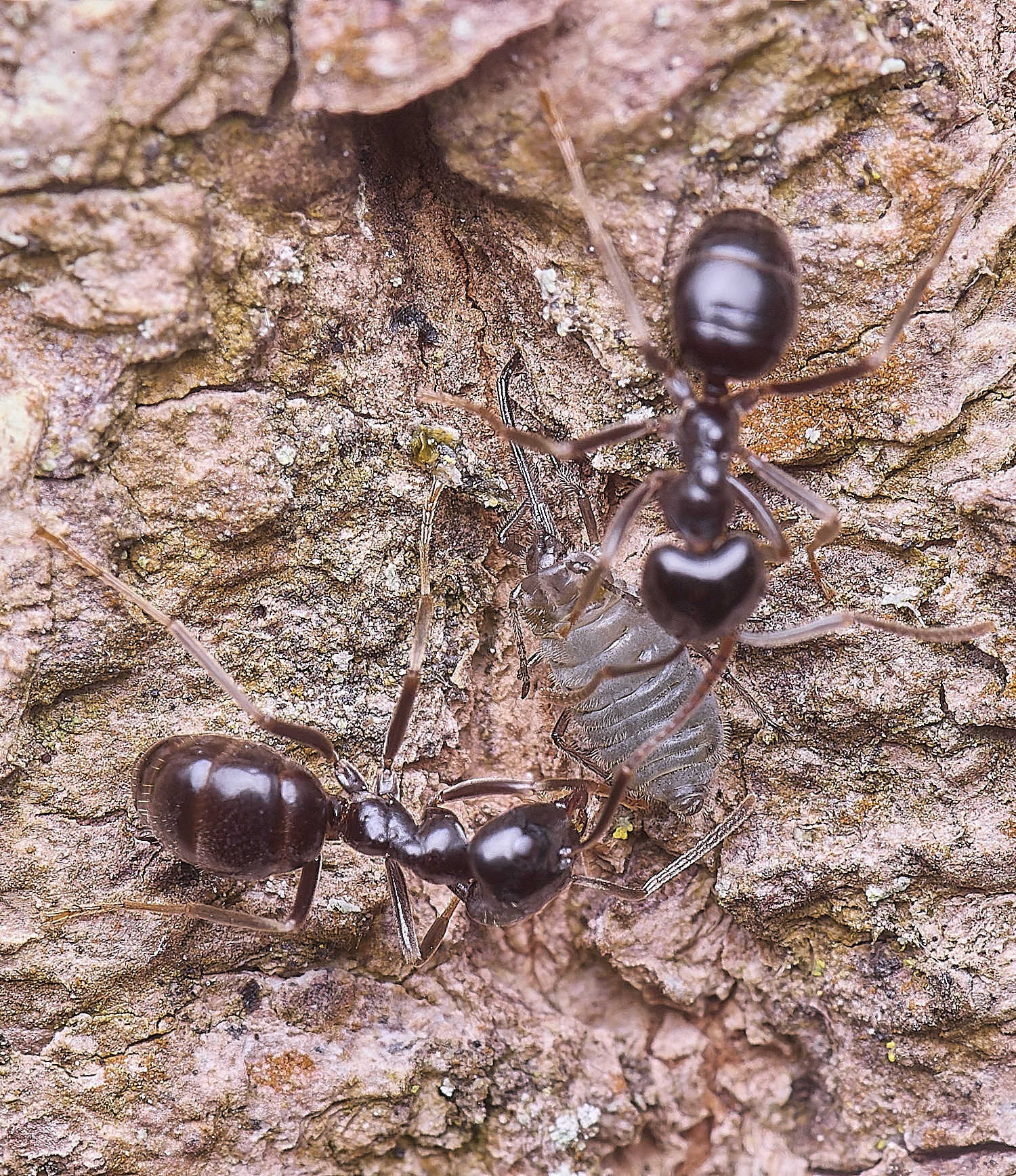 SantonDownhamAnts190425-6