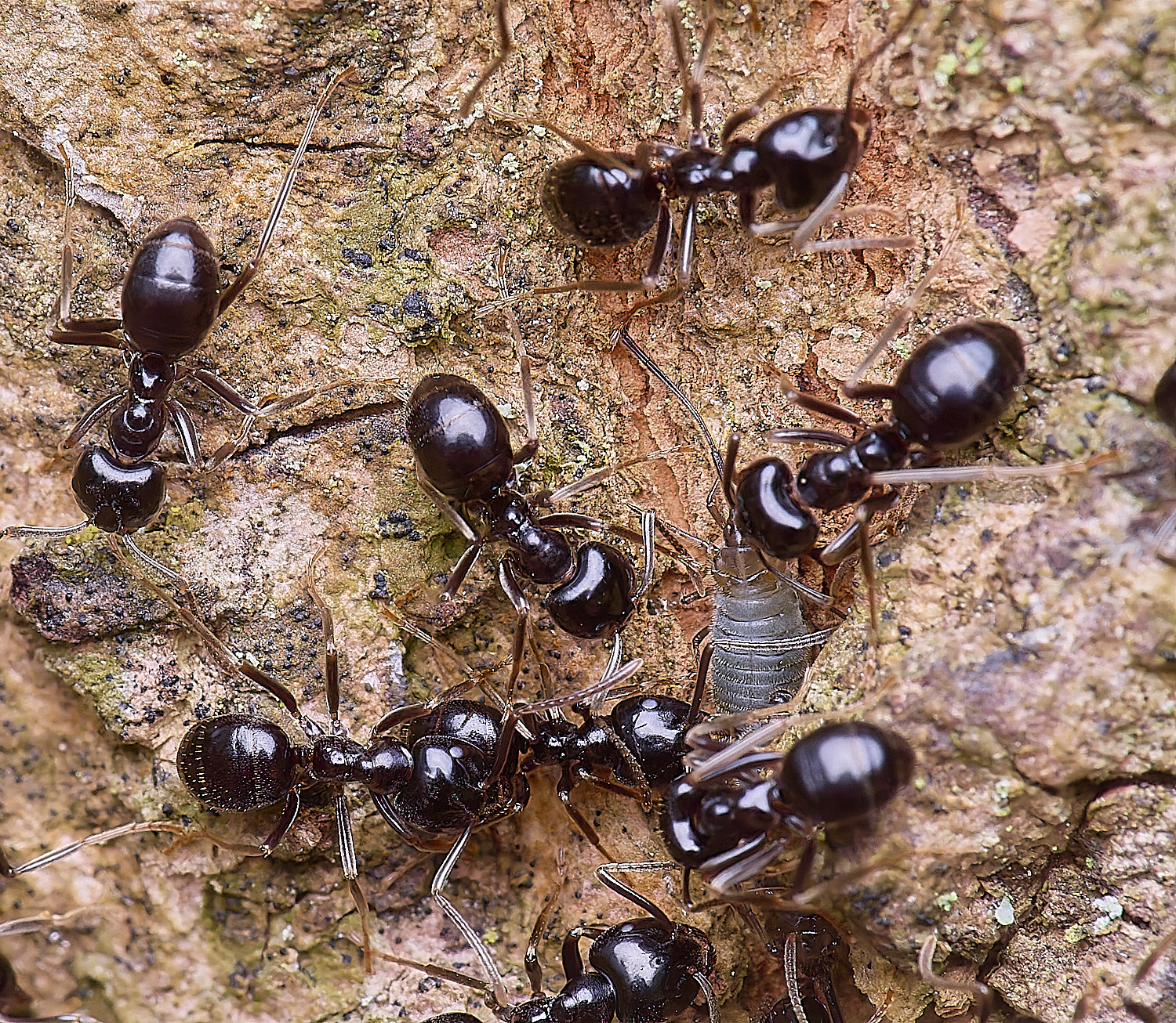 SantonDownhamAnts190425-7