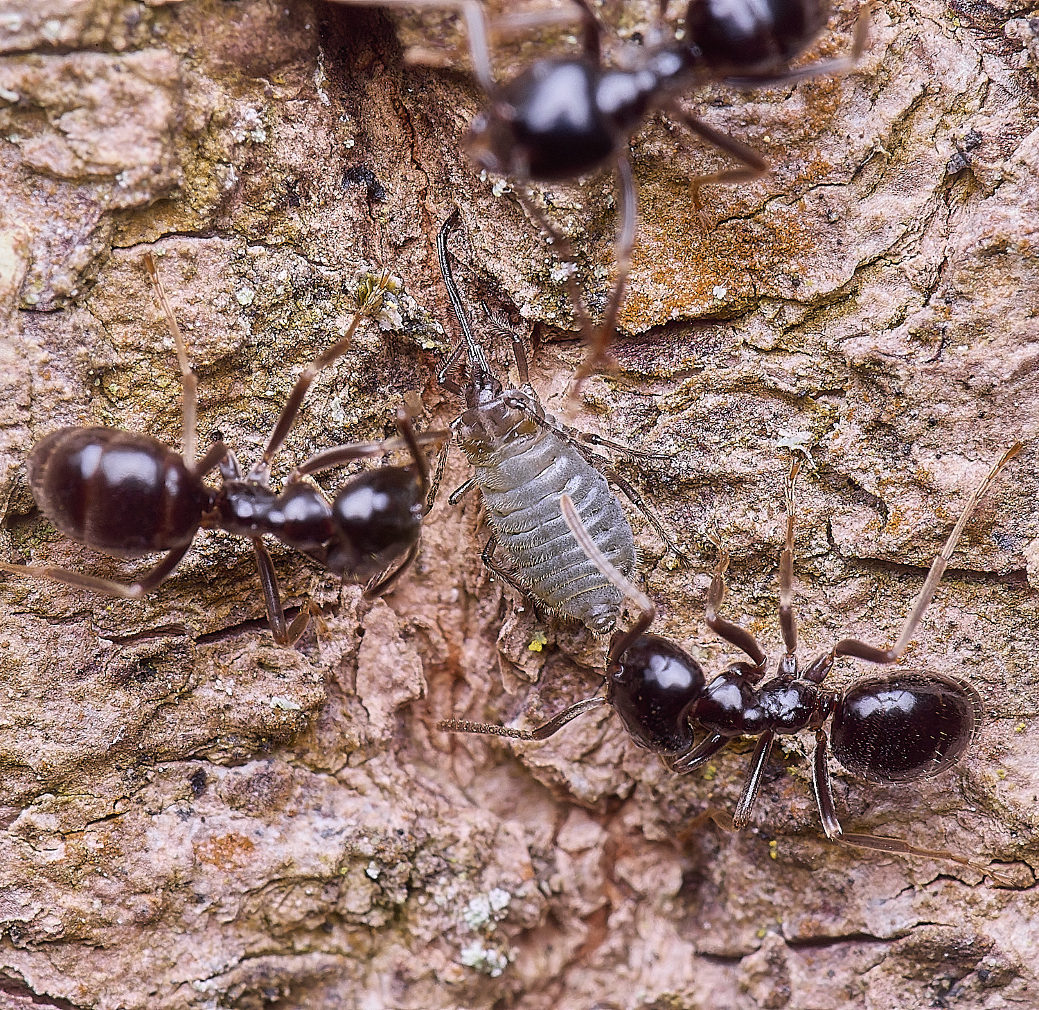 SantonDownhamAnts190425-8