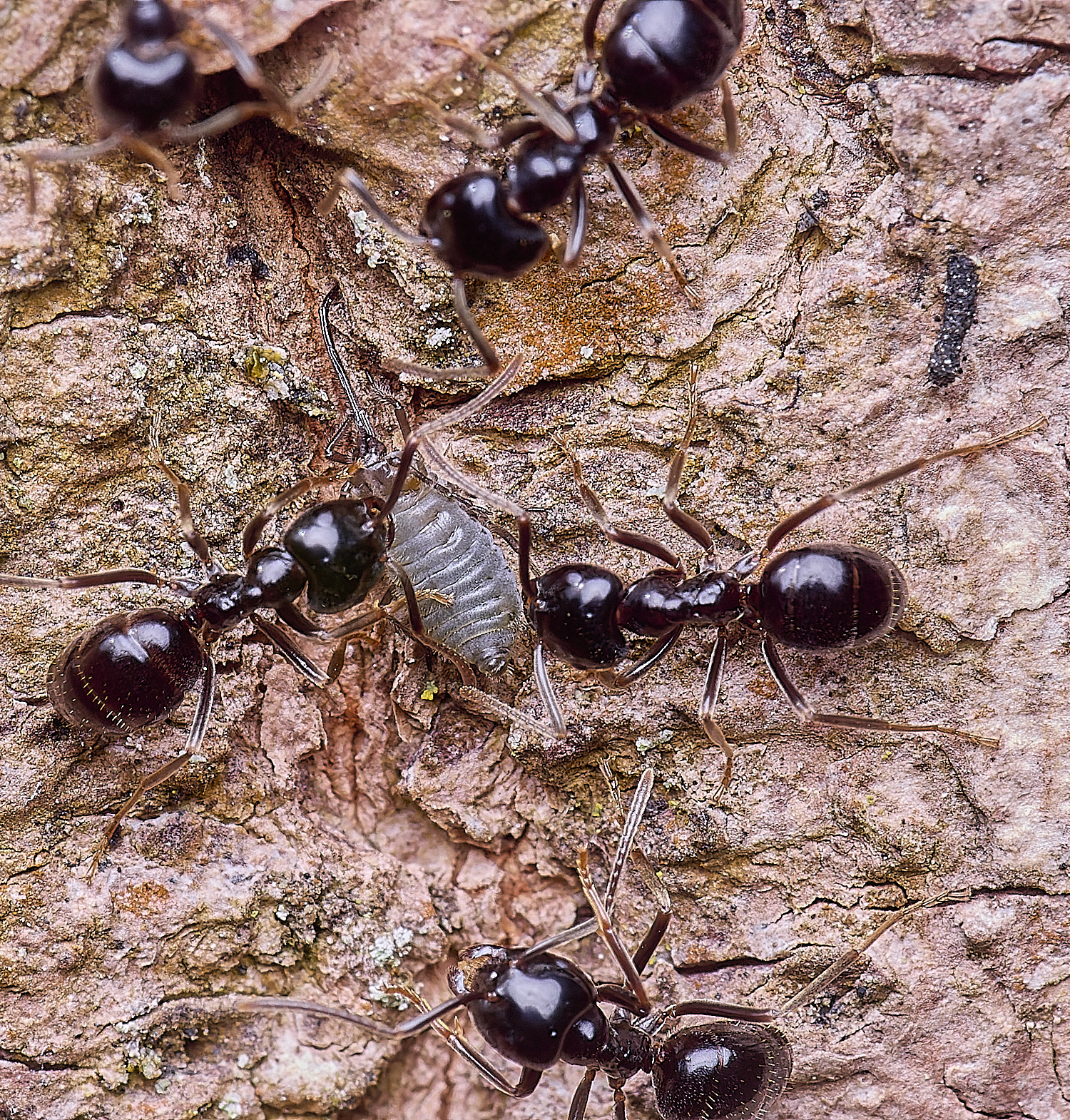 SantonDownhamAnts190425-9