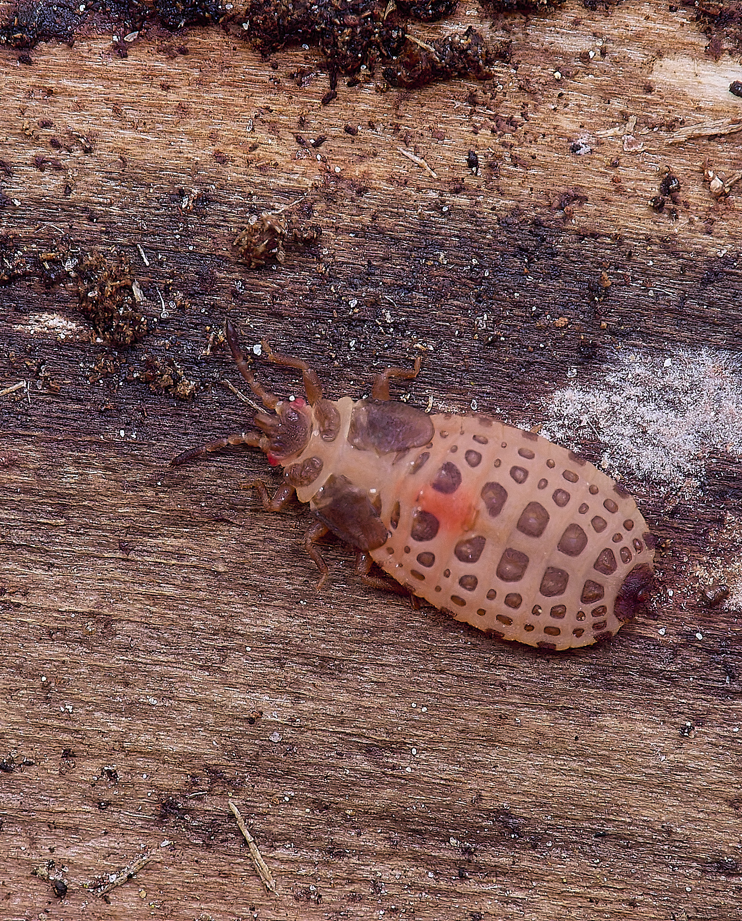 SantonDOwnhamBarkBug080625-1