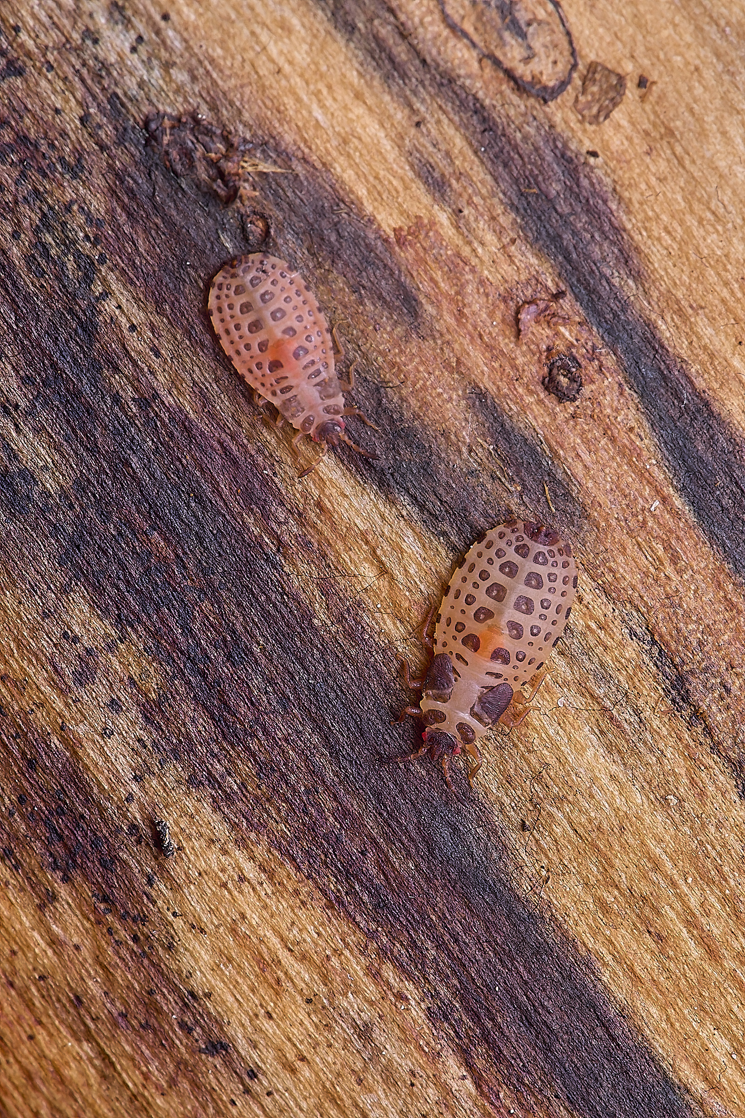 SantonDOwnhamBarkBug080625-3