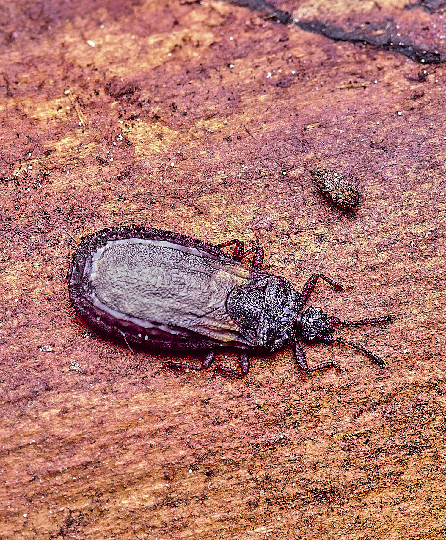 SantonDOwnhamBarkBug080625-4