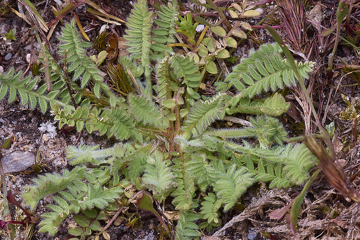 SantonDownhamBirdsFoot190425-1