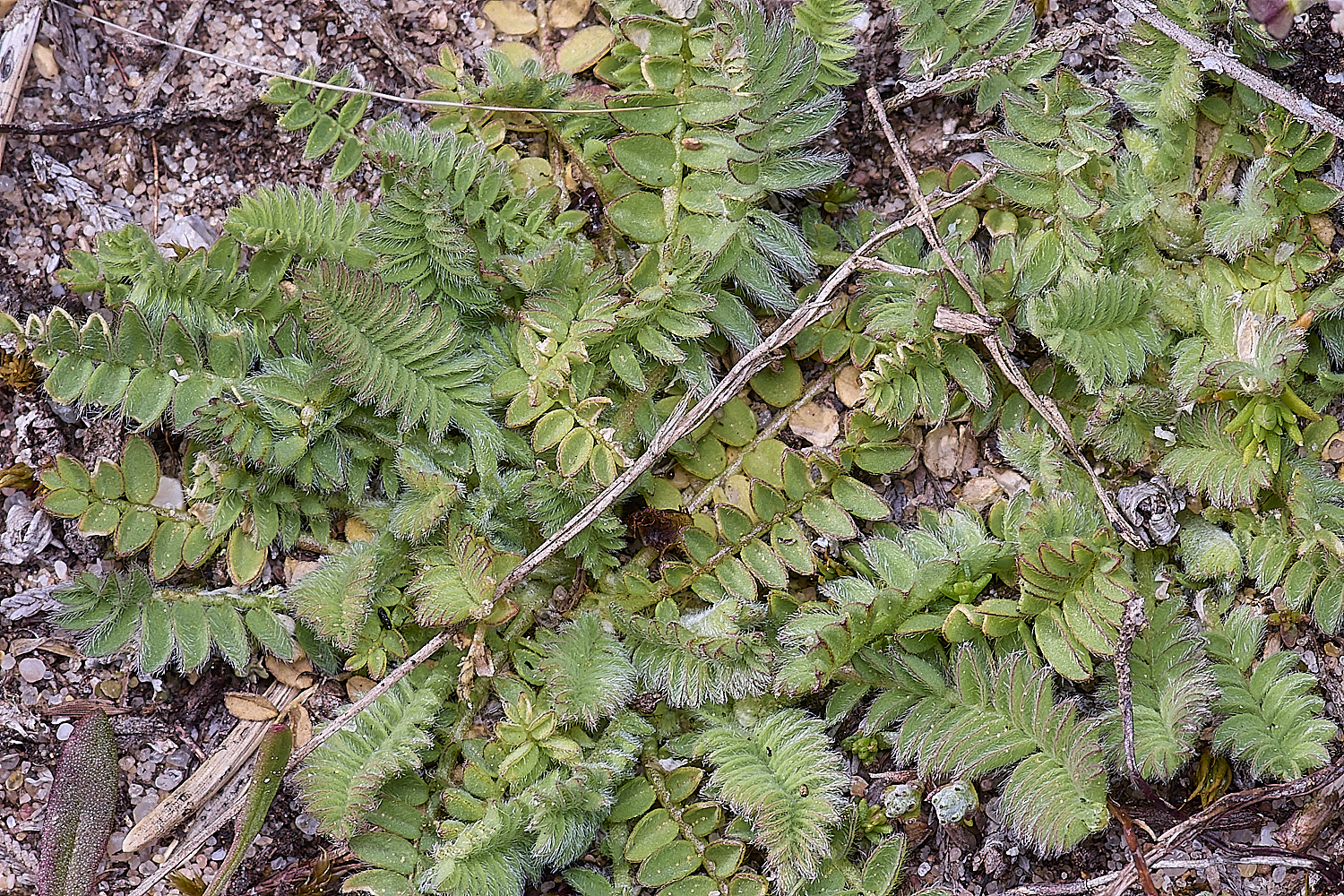 SantonDownhamBirdsFoot190425-2