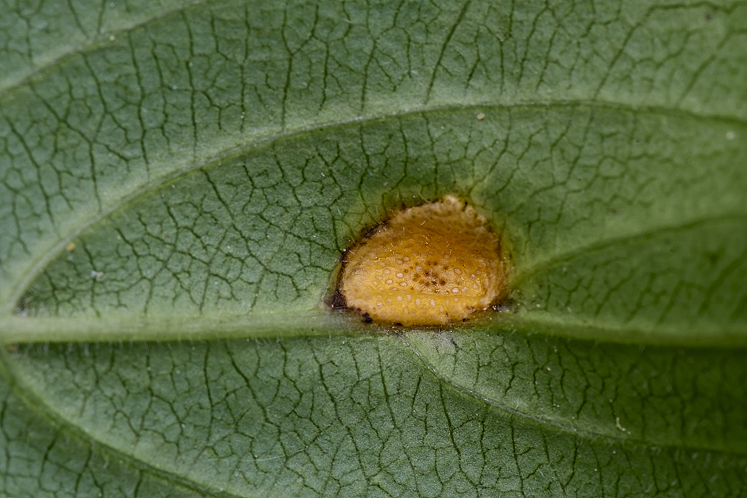 SantonDownhamBuckthornRust080625-2