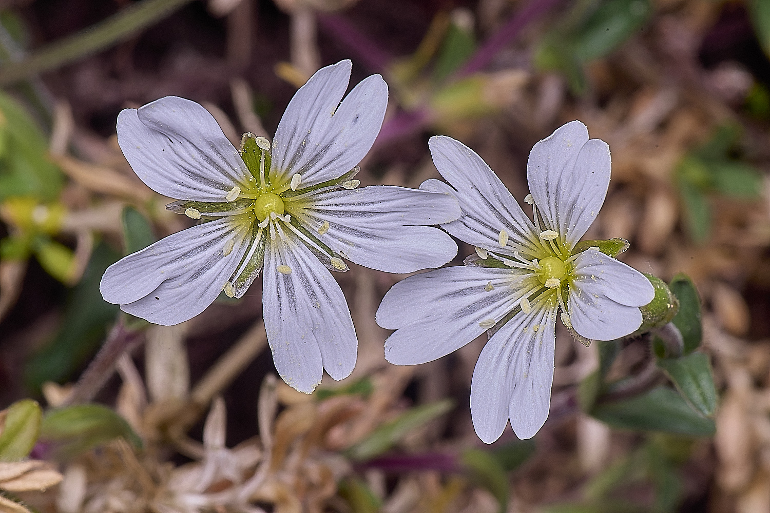 SantonDownhamCarvense190425-1