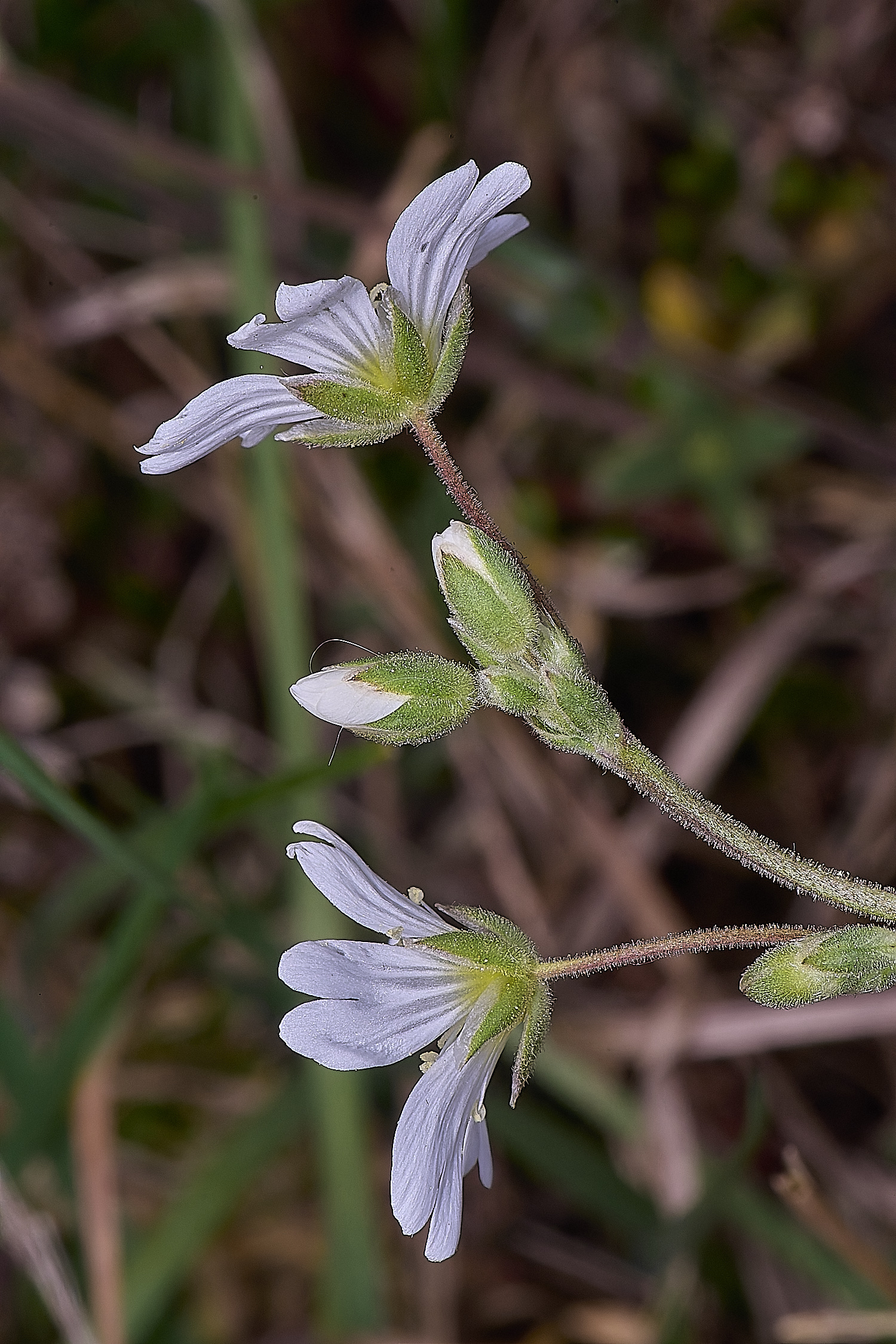 SantonDownhamCarvense190425-2