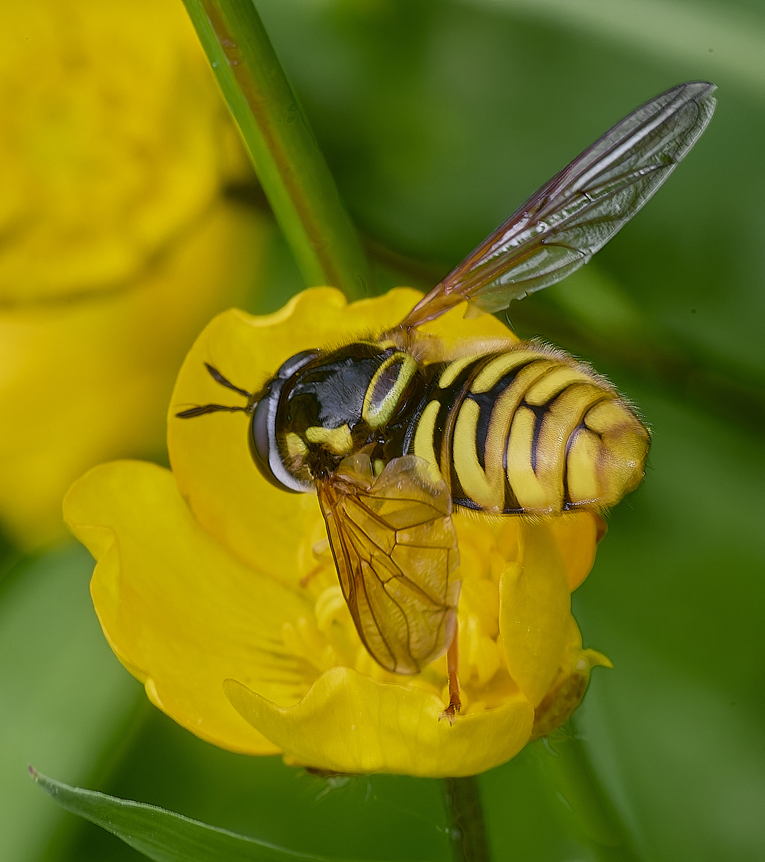 SantonDownhamChrysotoxum080625-2 1