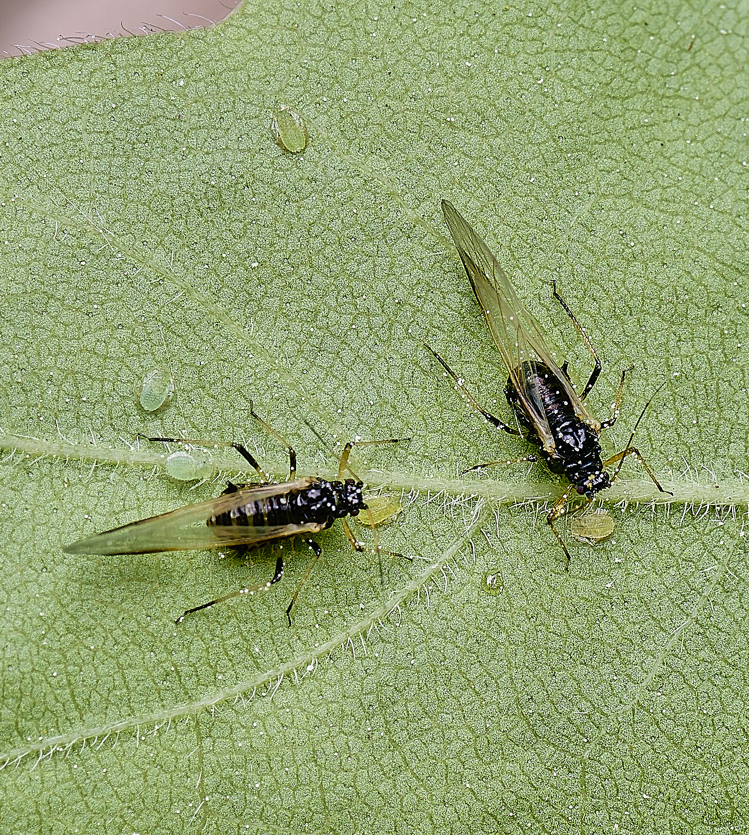 SantonDownhamFieldMaple140525-1