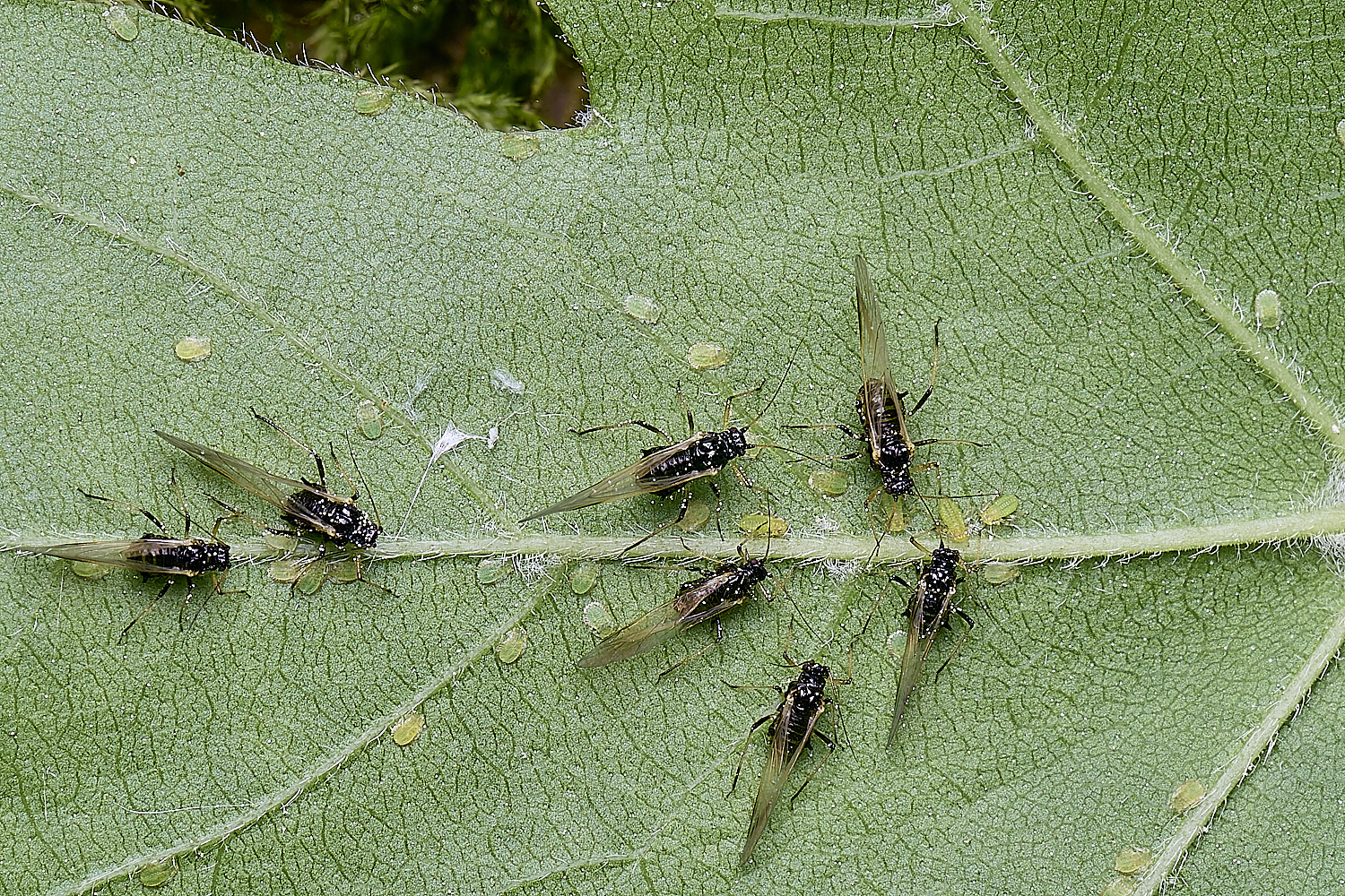 SantonDownhamFieldMaple140525-3