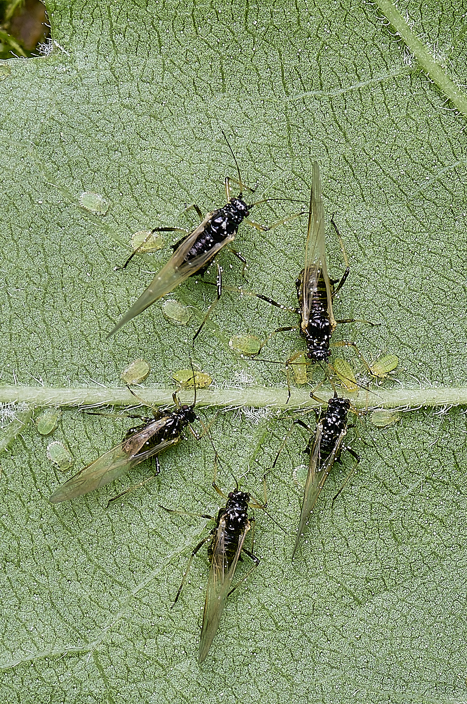 SantonDownhamFieldMaple140525-4