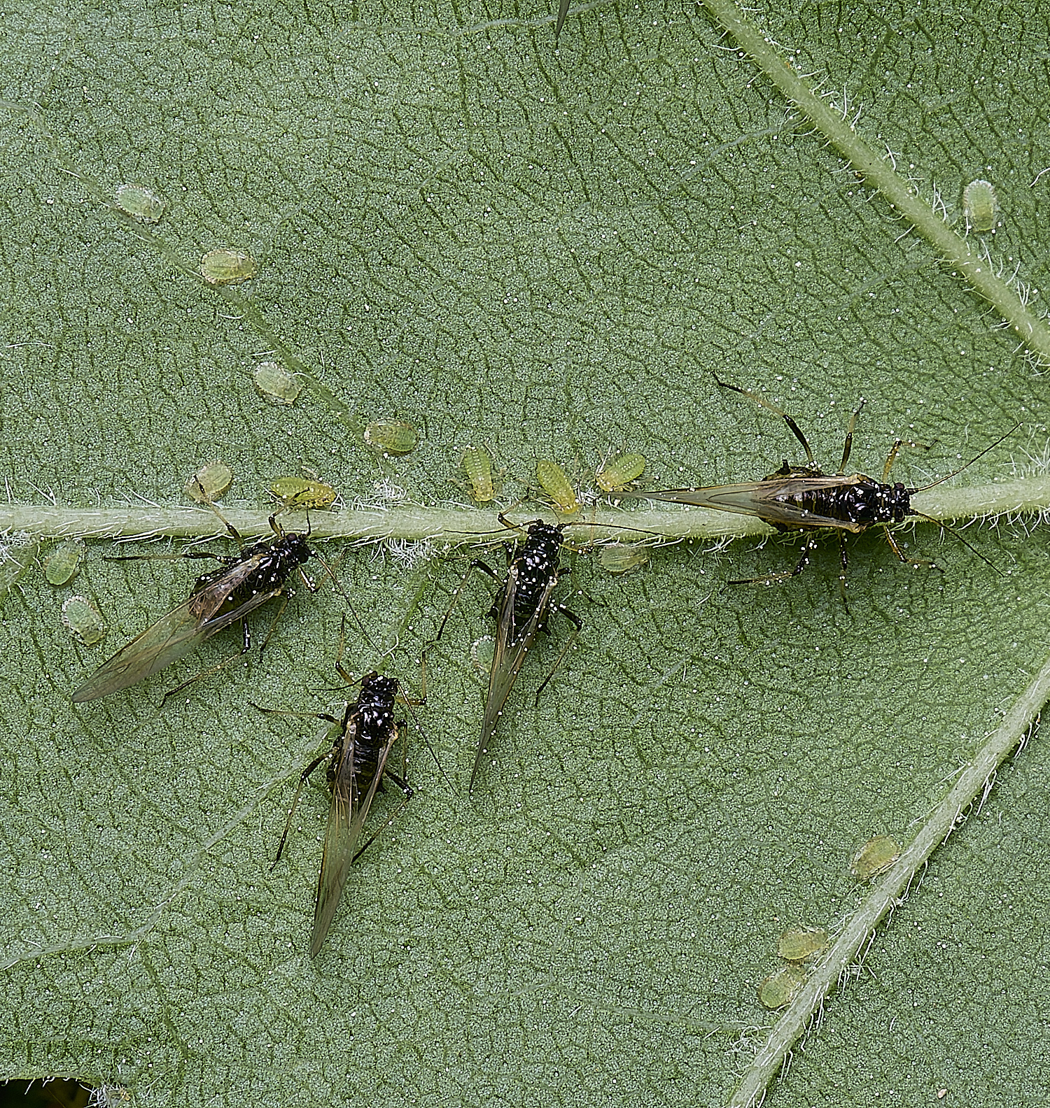 SantonDownhamFieldMaple140525-5