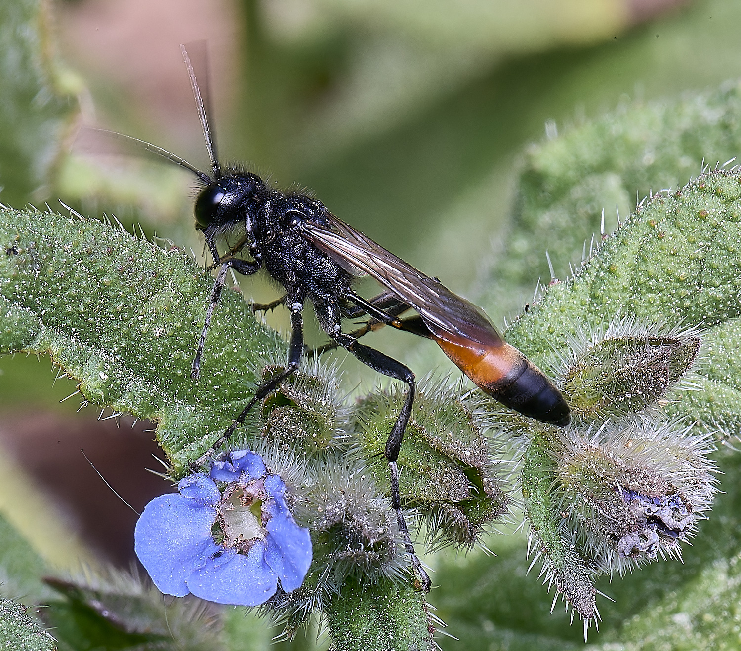 SantonDownhamHairySpiderWasp140525-1