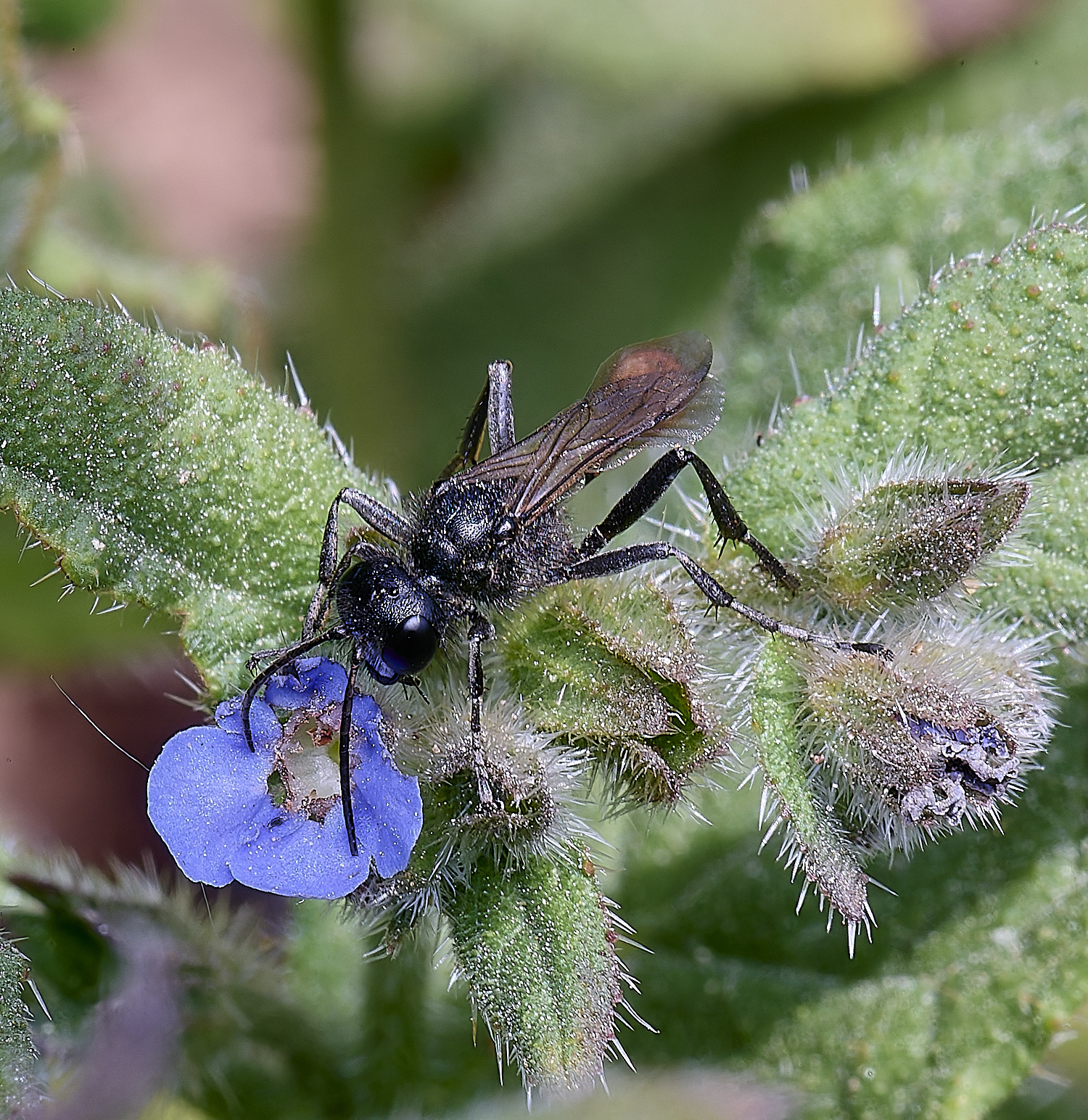 SantonDownhamHairySpiderWasp140525-2