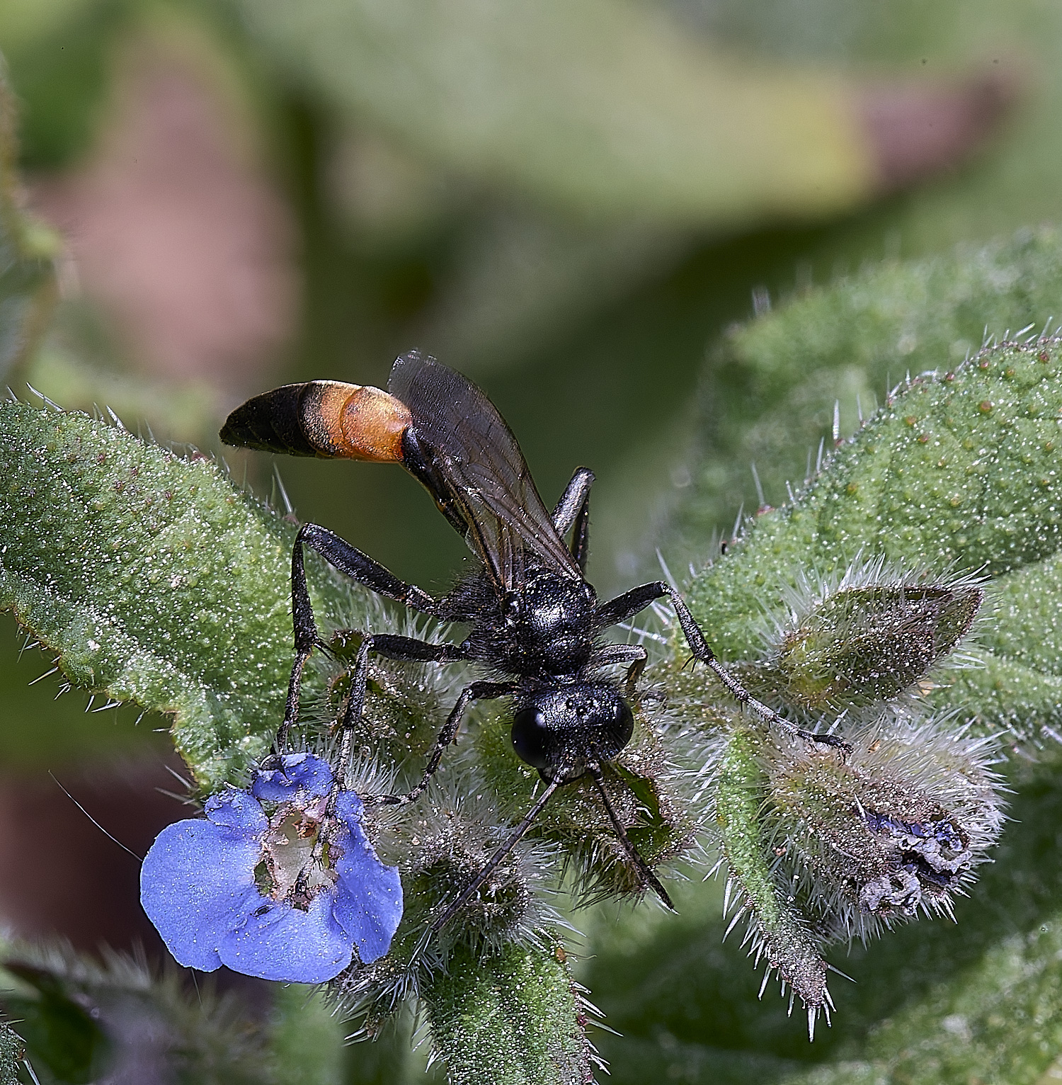 SantonDownhamHairySpiderWasp140525-3