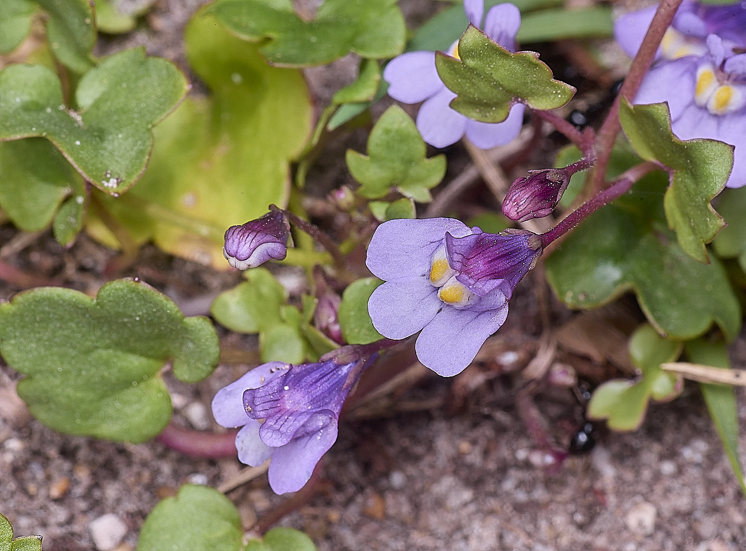 SantonDownhamIvy-leavedToadflax190425-1