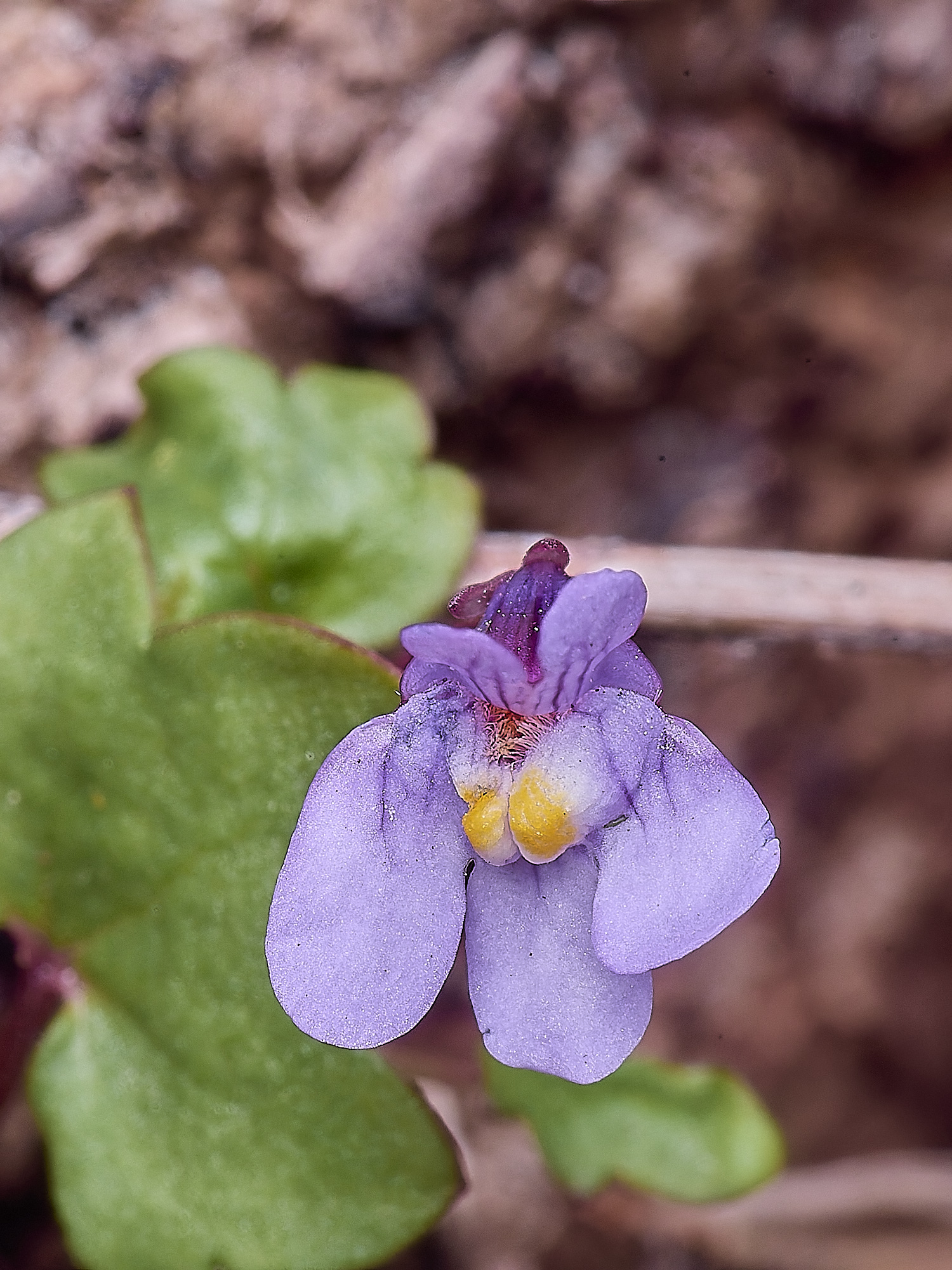 SantonDownhamIvy-leavedToadflax190425-2